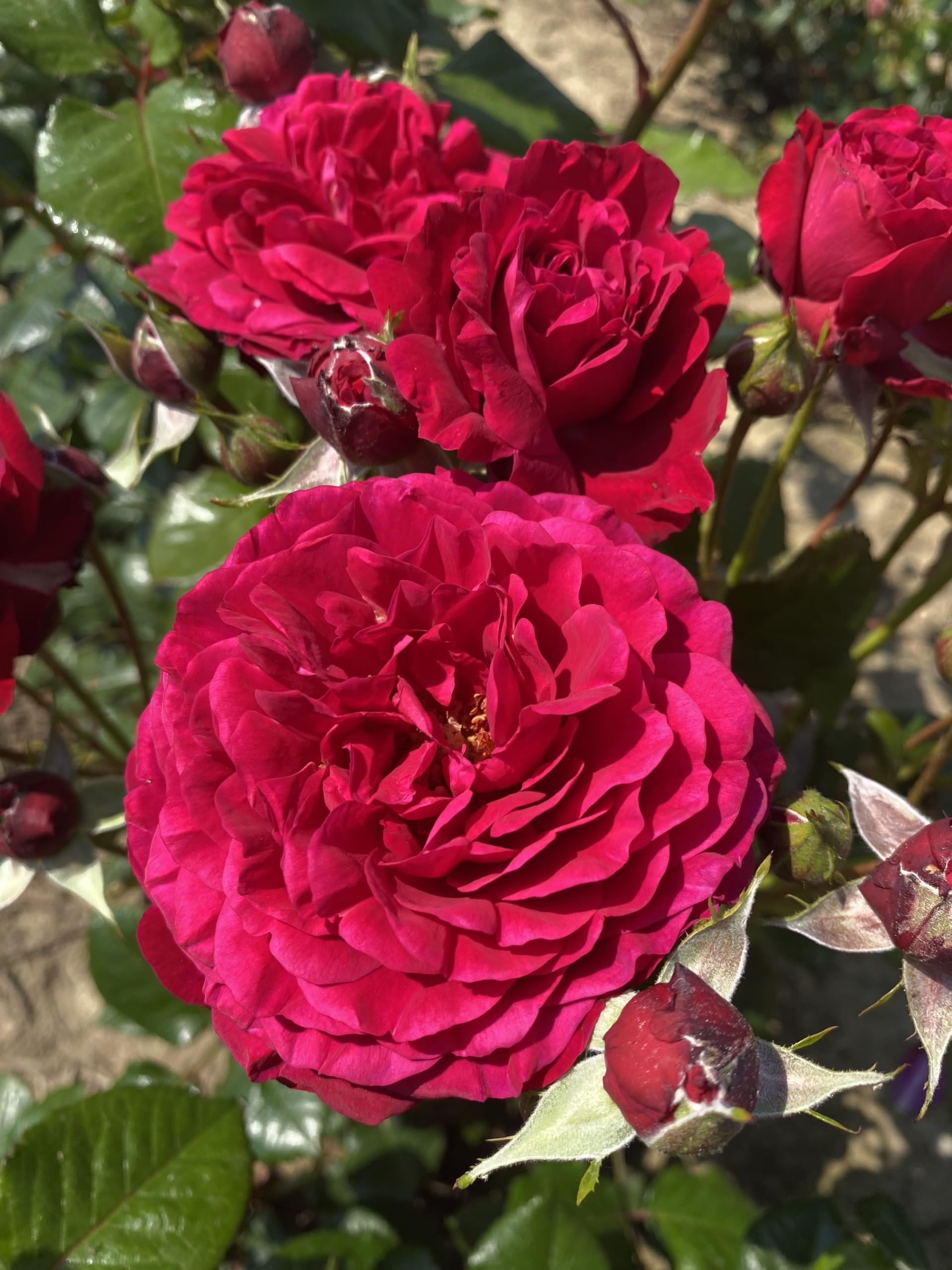 ‘Albert’ – 4L Potted Patio Rose – Red Blooms – Lovely Gift Idea