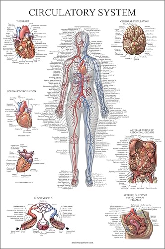 Palace Learning Carta anatómica del sistema circulatorio, póster de anatomía vascular, (18 x 24 pulgadas)