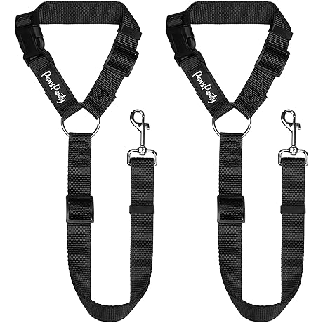 PawsPawty: Safe and Secure Travel for Your Canine Companion