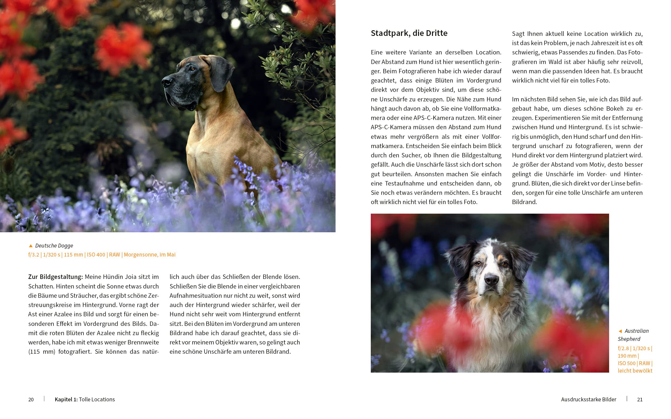 Hunde fotografieren - Kreative Bilder mit "Wau-Effekt"