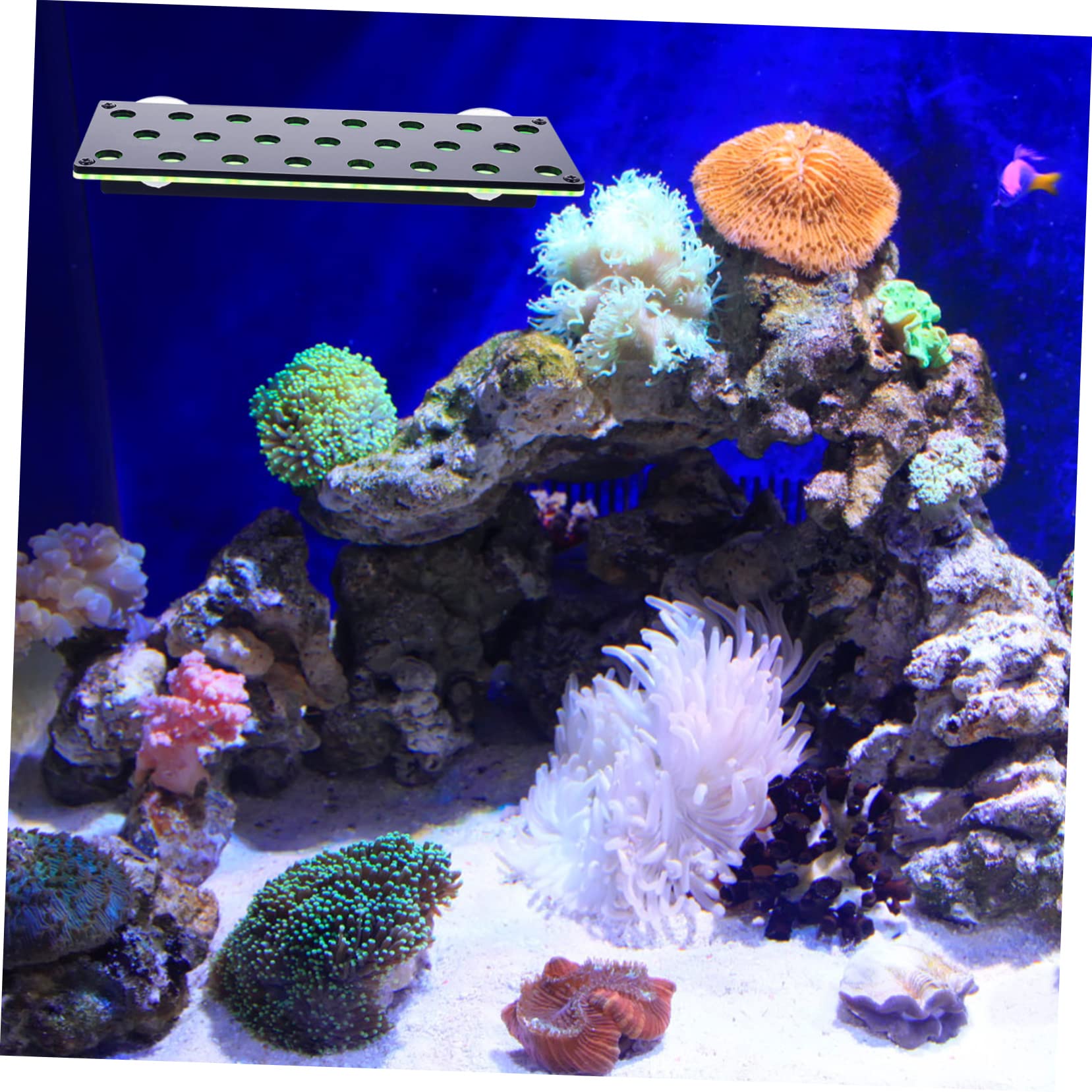 YARNOW Support à Boutures de Corail Aquarium 23 Trous Double Couche | Acrylique, pour Coraux Marins et Fragments Cassés, Placement et Fixation Ferme