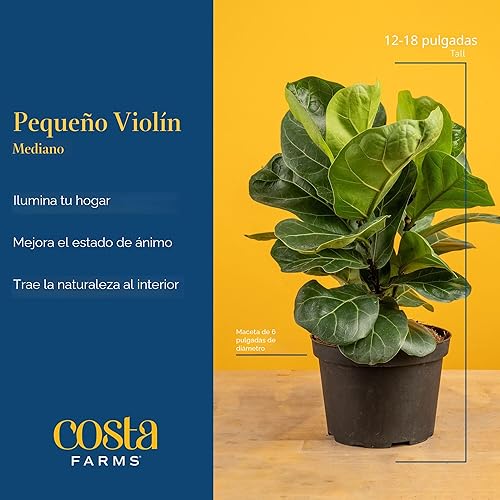 Miniatura 4 de Costa Farms Higuera de hoja de violín pequeña, ficus lyrata, planta viva de interior en maceta de vivero ideal para inauguración de la casa, regalo