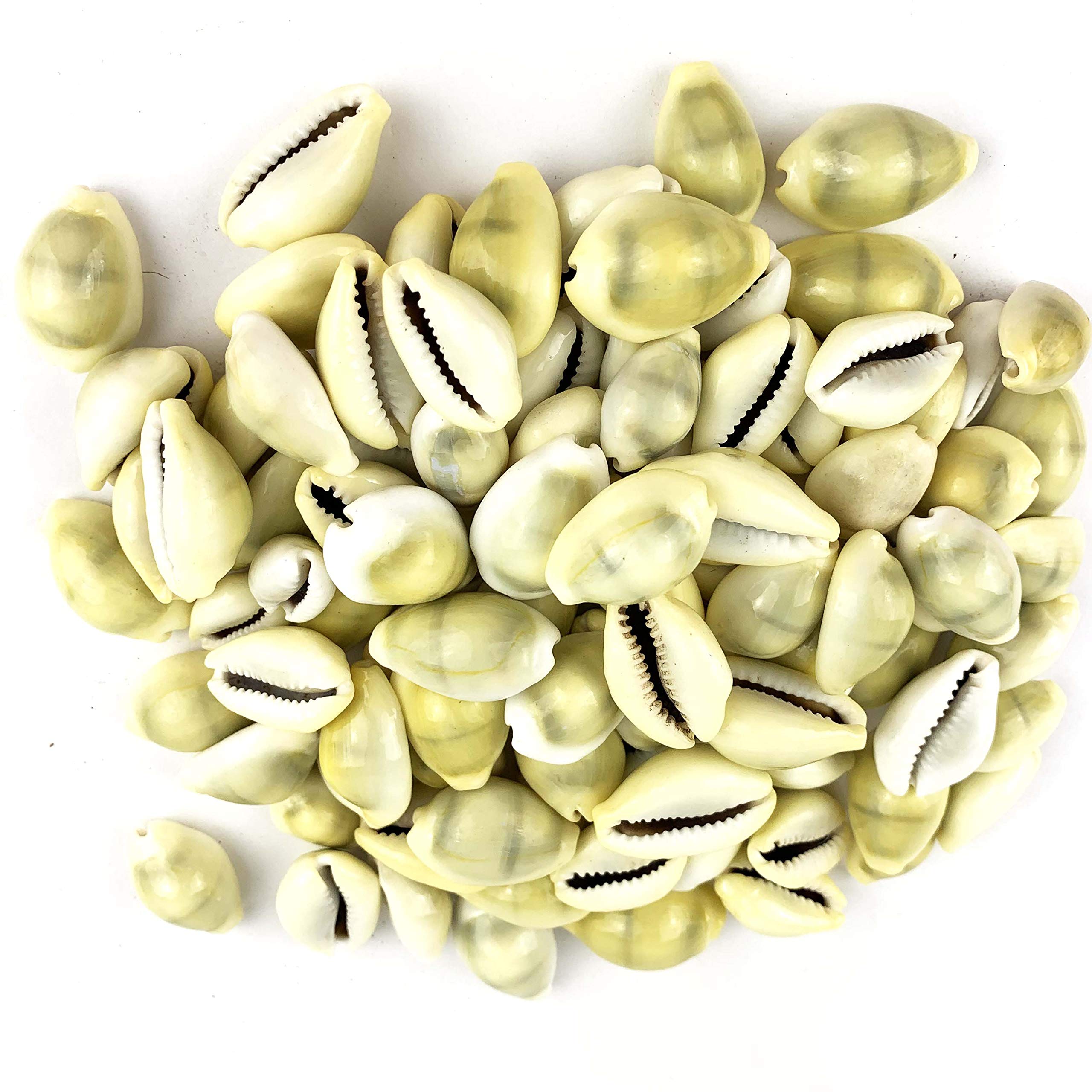 Buy Worlds Money Cowrie Shells Cypraea Cowry Shells 8OZ 3/4"1