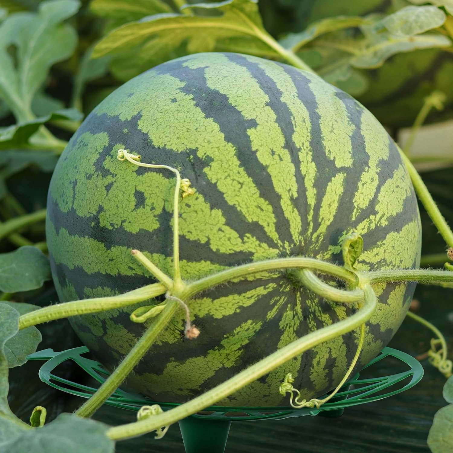 Plant Melon Supports Cages Cradles Trellis for Watermelon, Cantaloupe, Pumpkins, Strawberries Avoid Ground Rot (10, Light grenn)