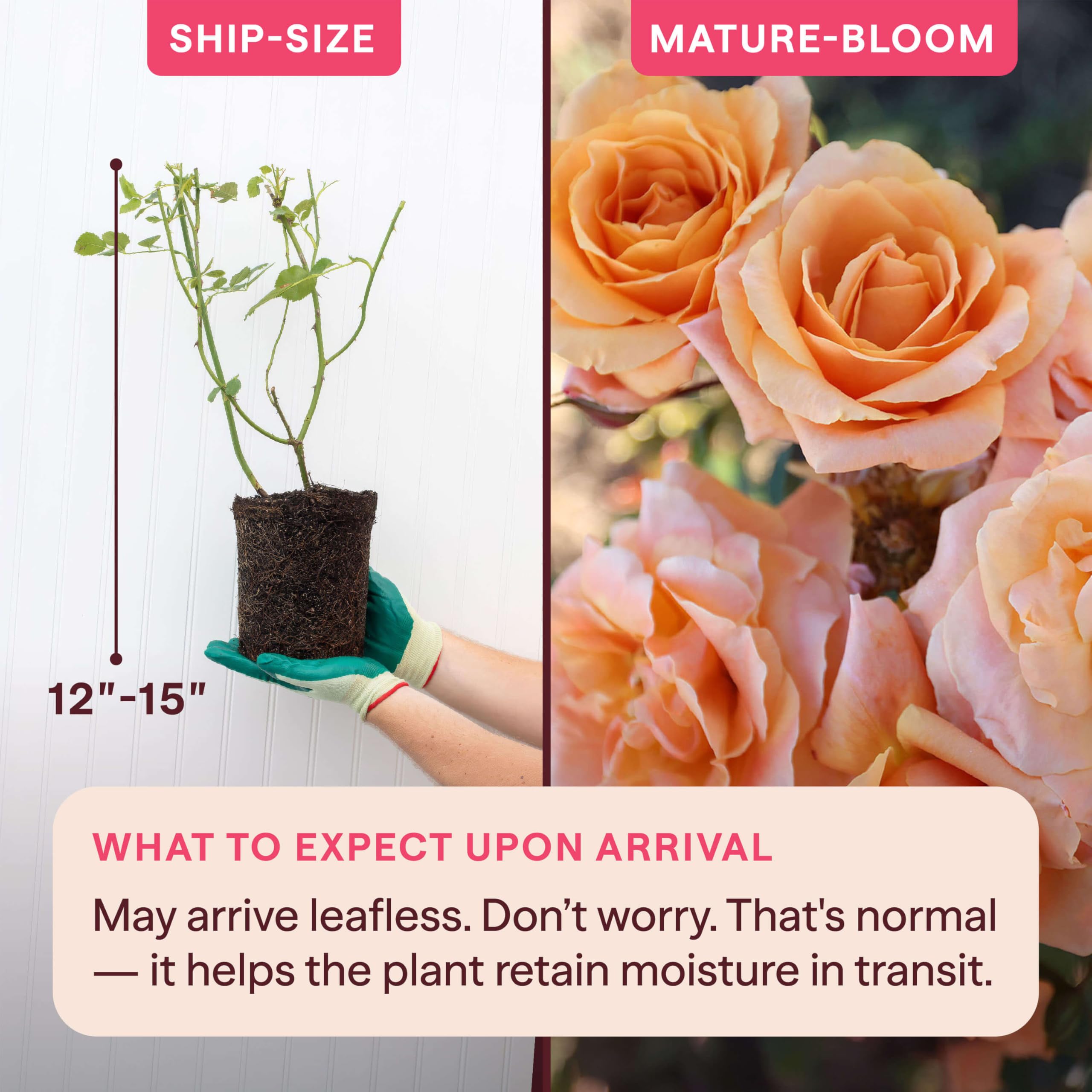 Amazon.com : Heirloom Climbing Roses, Live Own Root Plant for