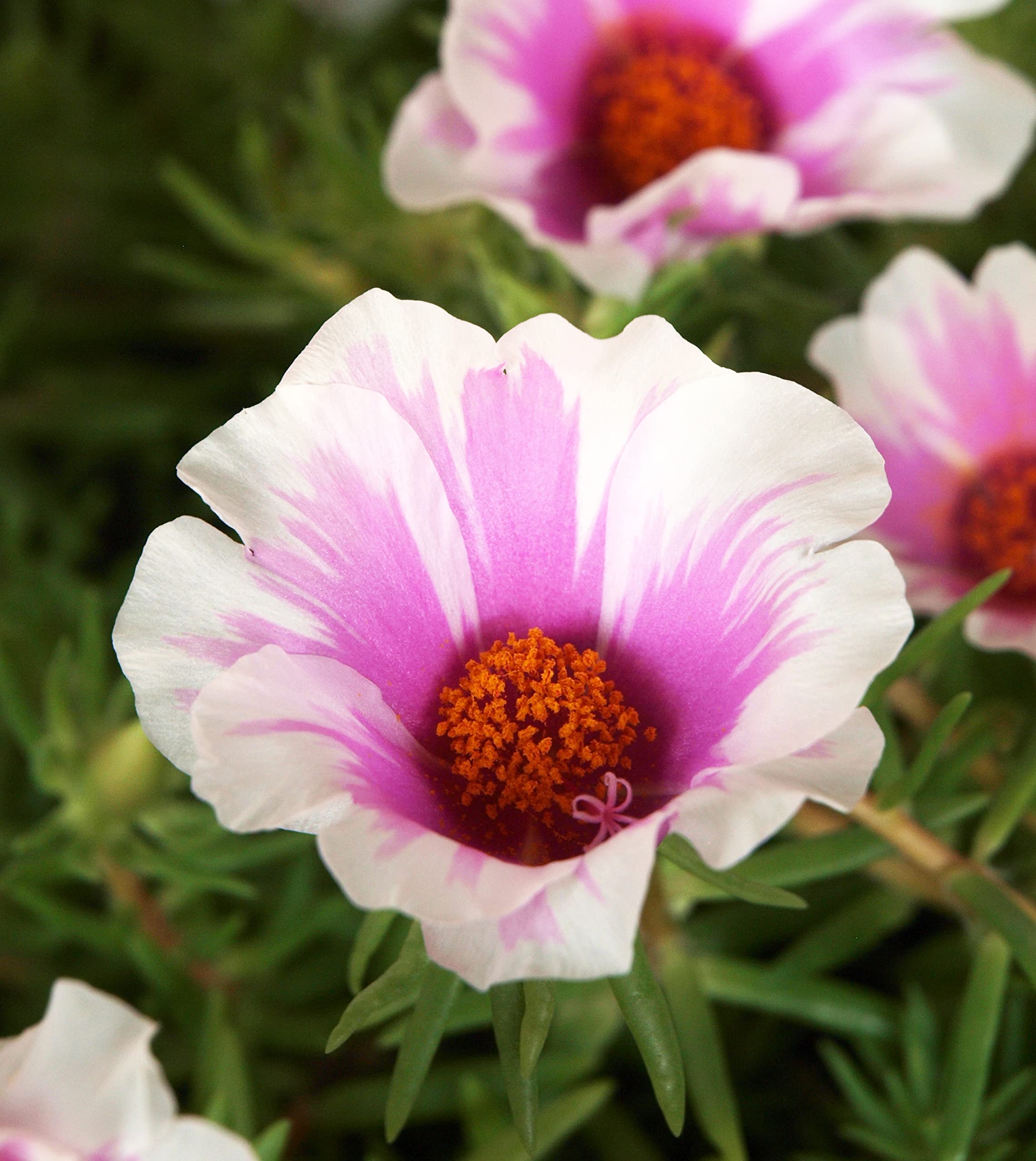 Amazon.co.jp: 2色咲き大輪マツバボタン一重 桃白 花苗 1株 : ホーム