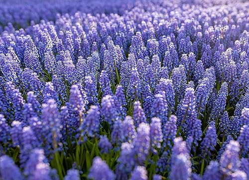 Miniatura 2 de 15 Jacinto de Uva - Muscari Armeniacum - Bombilla Tamaño 3.5-3.9 in - Floración Primavera