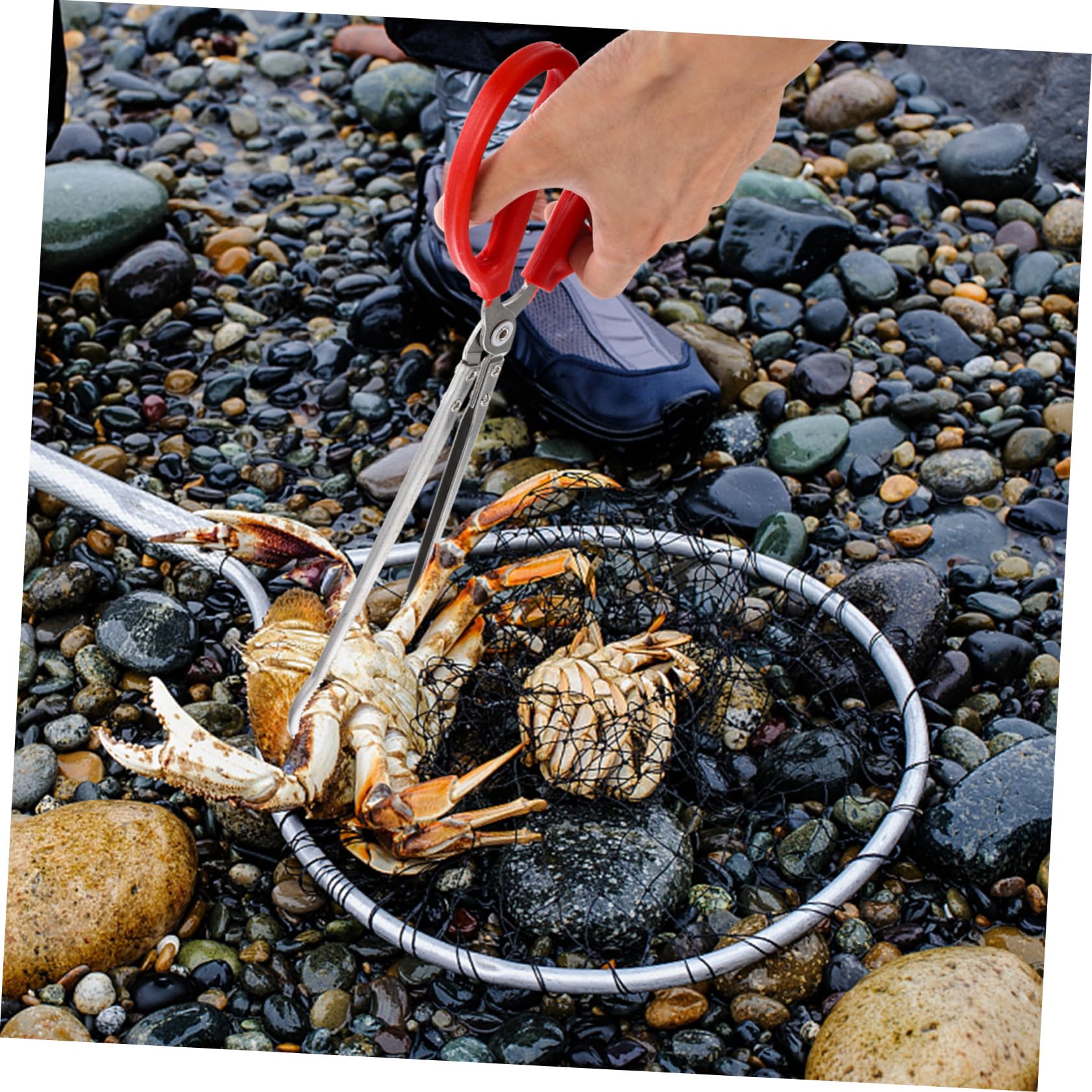 Pince à Crabes Portable en Acier Inoxydable, Légère et Antidérapante