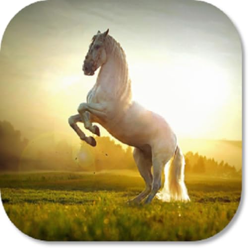 Horse HD Wallpapers