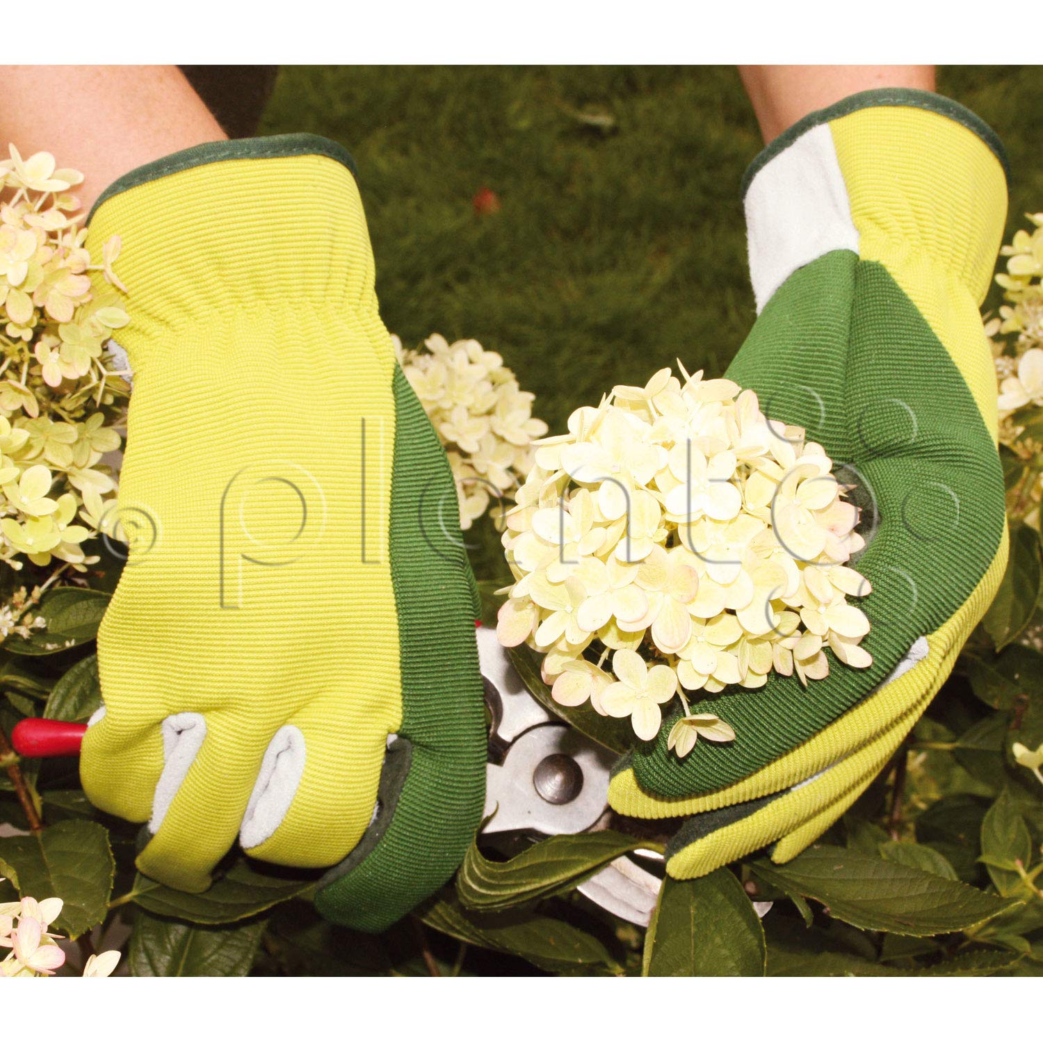 planto Leder-Gartenhandschuhe Flex, Gr. 8, Profi Arbeitshandschuhe aus bestem Rindsleder, Thornproof Gloves (5 Paar)