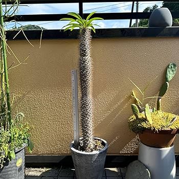 パキポディウム・品種不明(抜き苗) パキポディウム・ドラケイ(抜き苗) - メルカリ