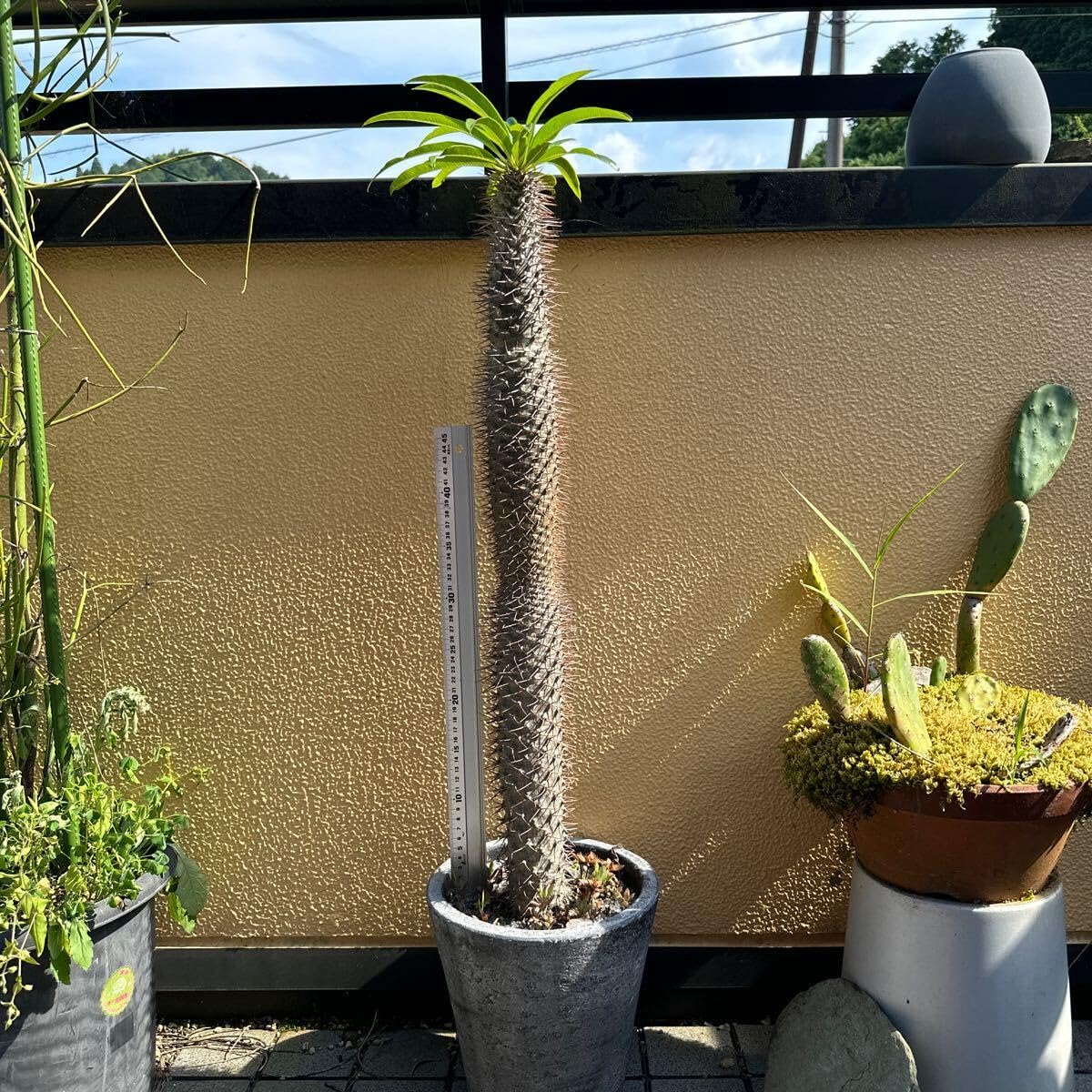 Amazon.co.jp: 超特大 塊根植物 抜き苗 パキポディウム ラメリー : ホビー