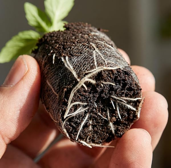 J PLUS T 42mm Peat Pellets - Authentic Jiffy-7 Source Seed Starter Plugs - Compressed Canadian Sphagnum Peat Moss Soil for Germination - Larger Size for Vegetables, Flowers & Herbs (50 Count) - 5