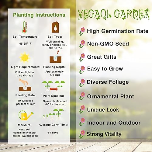 Miniatura 6 de YEGAOL Garden - Semillas verdes mostaza Brassica Juncea Hojas anchas con volantes Usos culinarios Disfruta tanto cocido como crudo, rico en