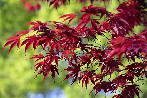Miniatura 3 de 10 semillas de árbol de arce japonés con hojas de encaje  Acer Palmatum Dissectum Shrub Seeds