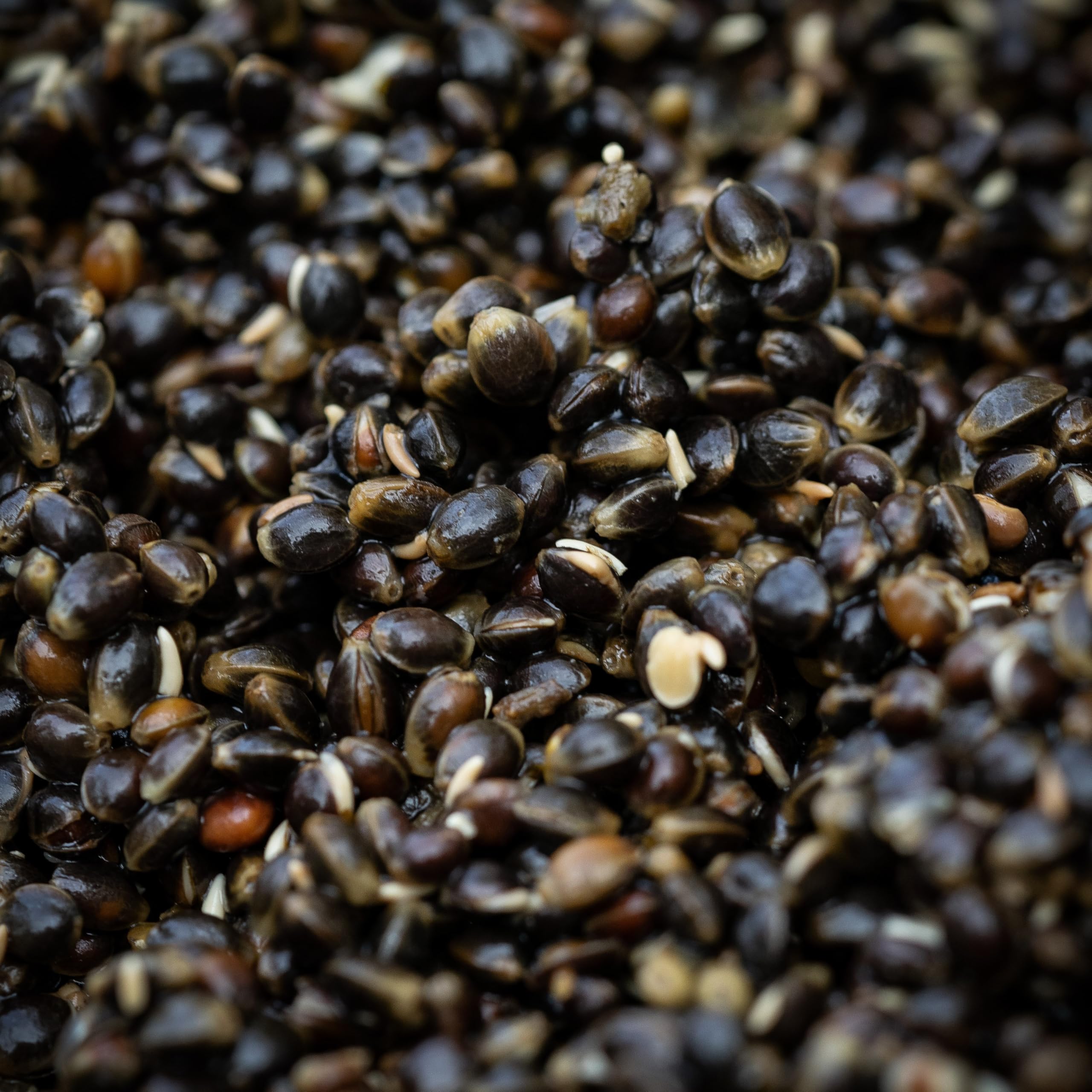 Prepared Hemp Seed for Carp Fishing, Premium Quality, 5kg, Freezer Bait