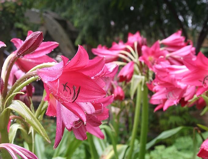 Crinum ‘Ellen Bosanquet’ Lily Bulb, Summer Blooming