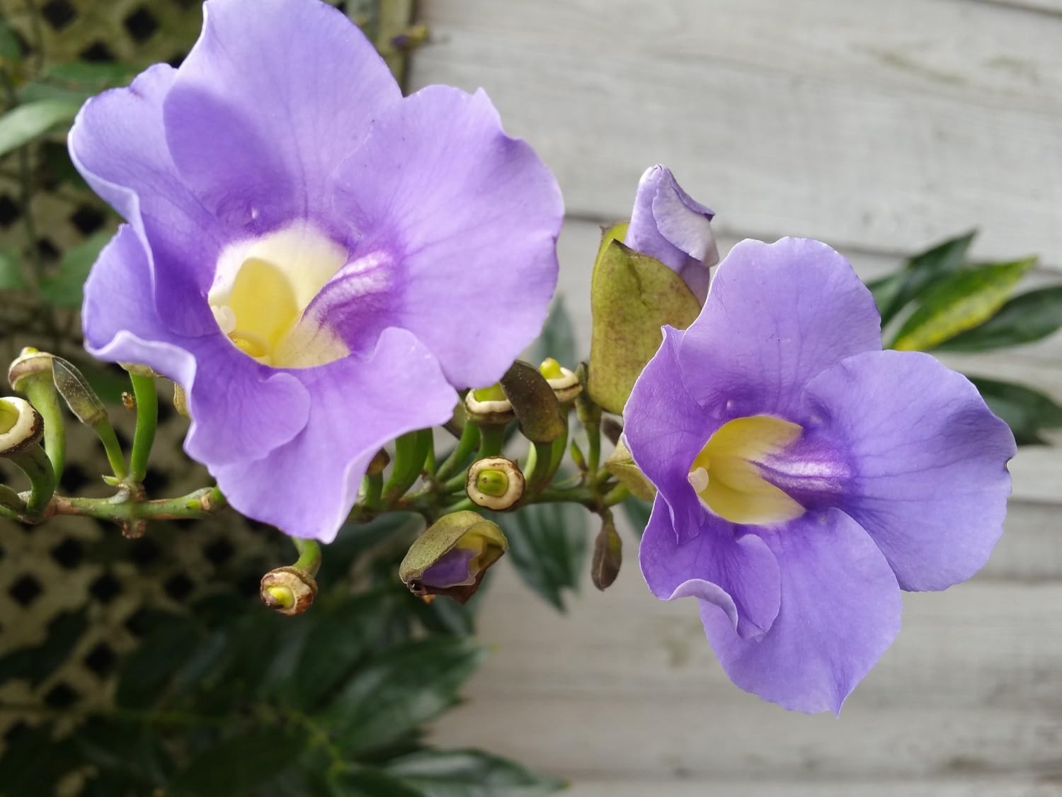 Blue Sky Vine - Thunbergia grandiflora - LiveTropical Plant - Blue Flower - Emerald Goddess Gardens - Starter Sz 4 Inch Pot