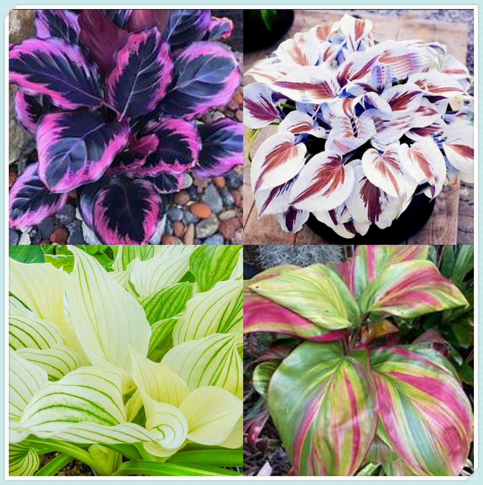 Hosta Bulbs Live, Easy Plant, Ornamental Flowers, Hosta Plants for Sale, Perennial, Wedding Flowers, Bulbs Mix, 6bulbs-c