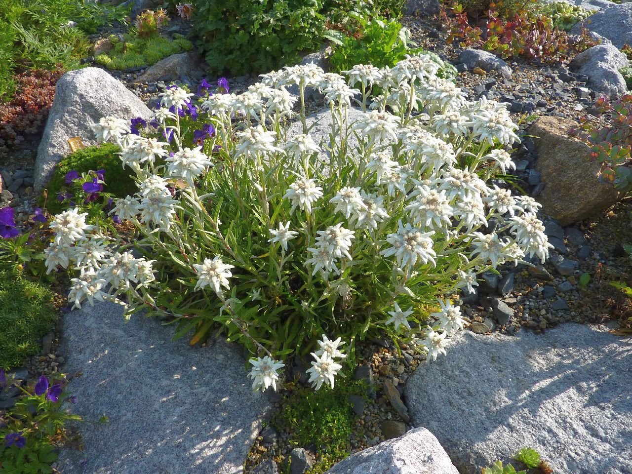 Stauden Gänge 10 x Leontopodium souliei 'Alpina White' Edelweiß winterhart