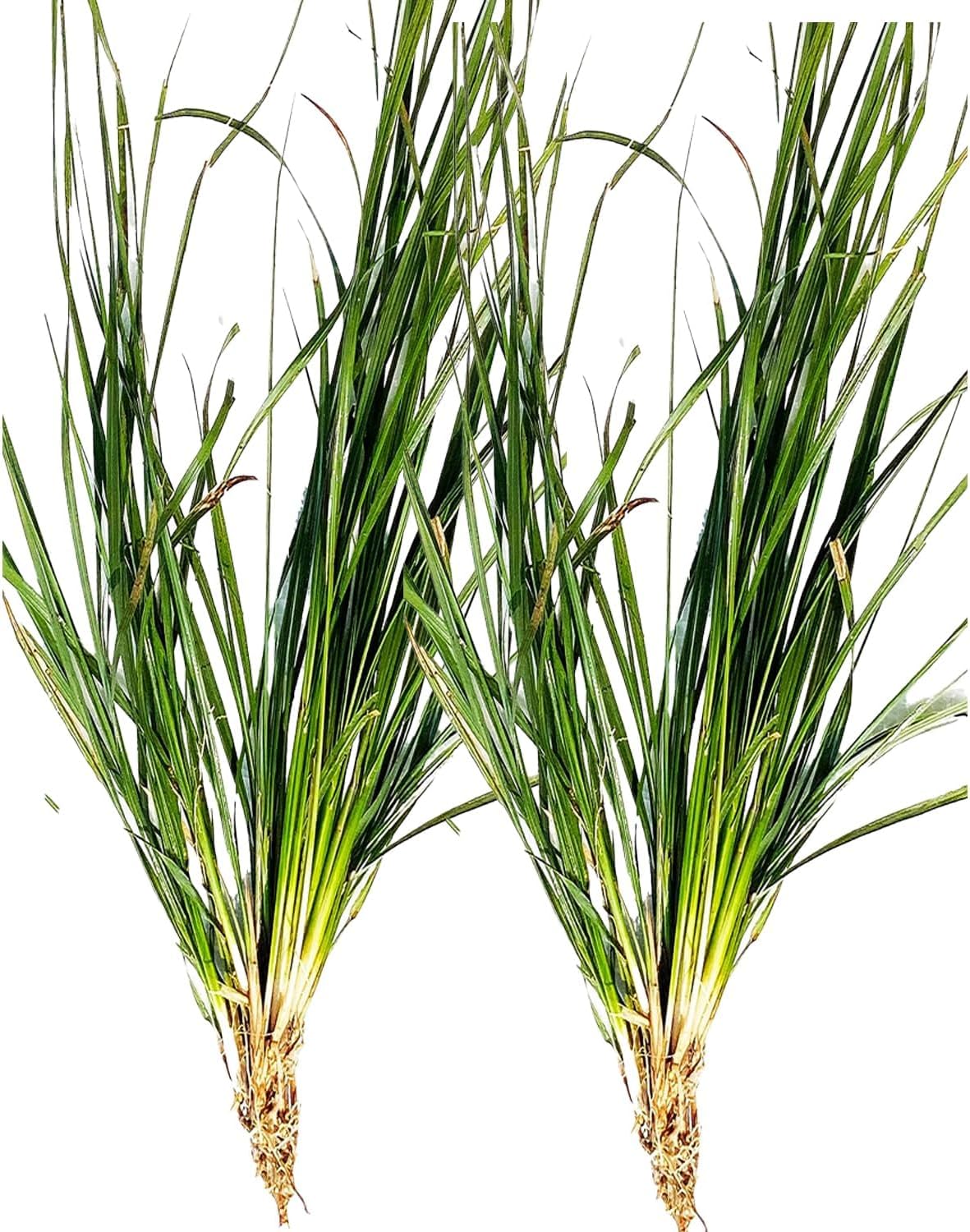 Awadh Kusha Grass Roots Darbha Kusha Easy Grown Pack of