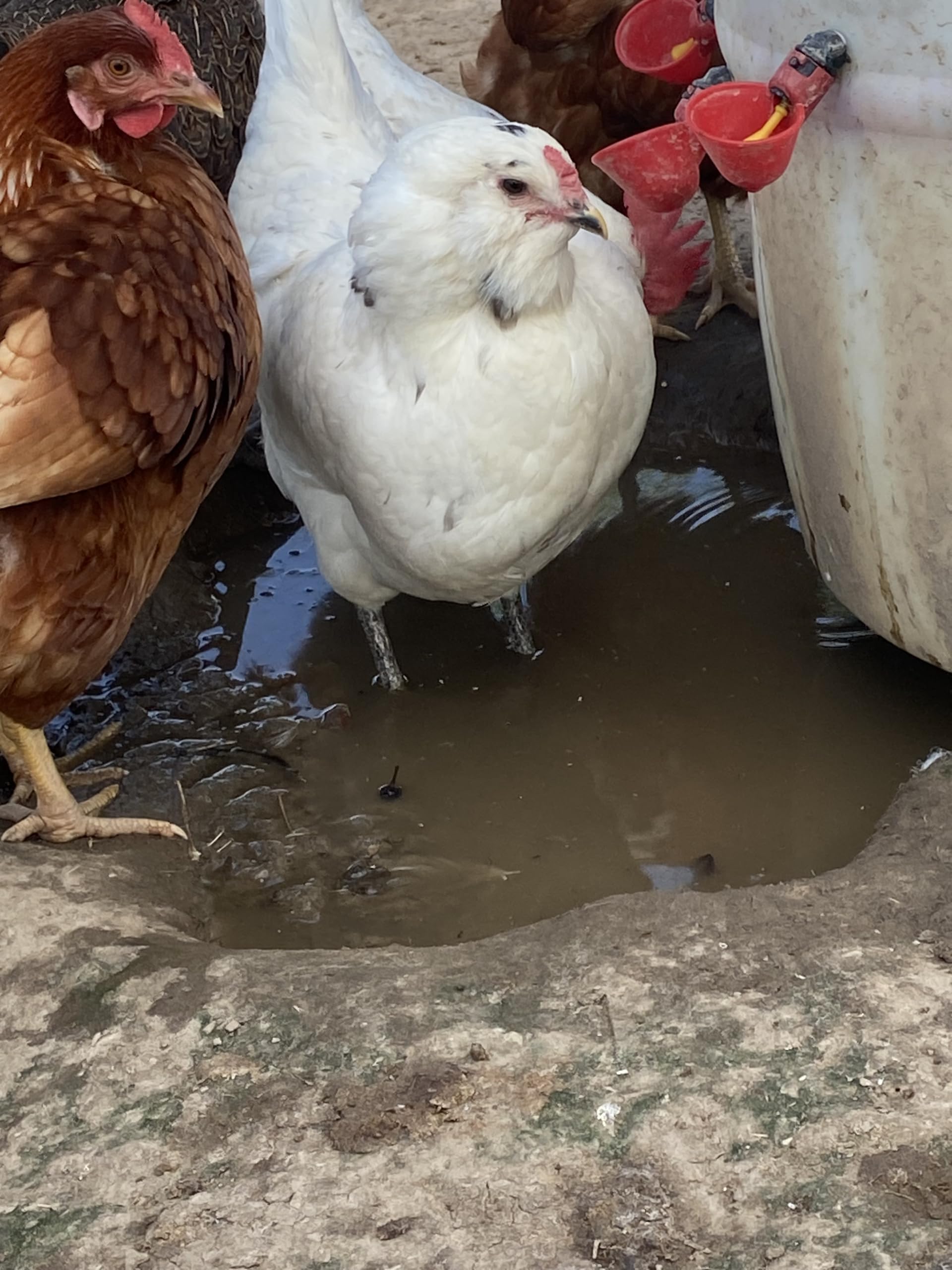 12++ Fertile Chicken Hatching Eggs