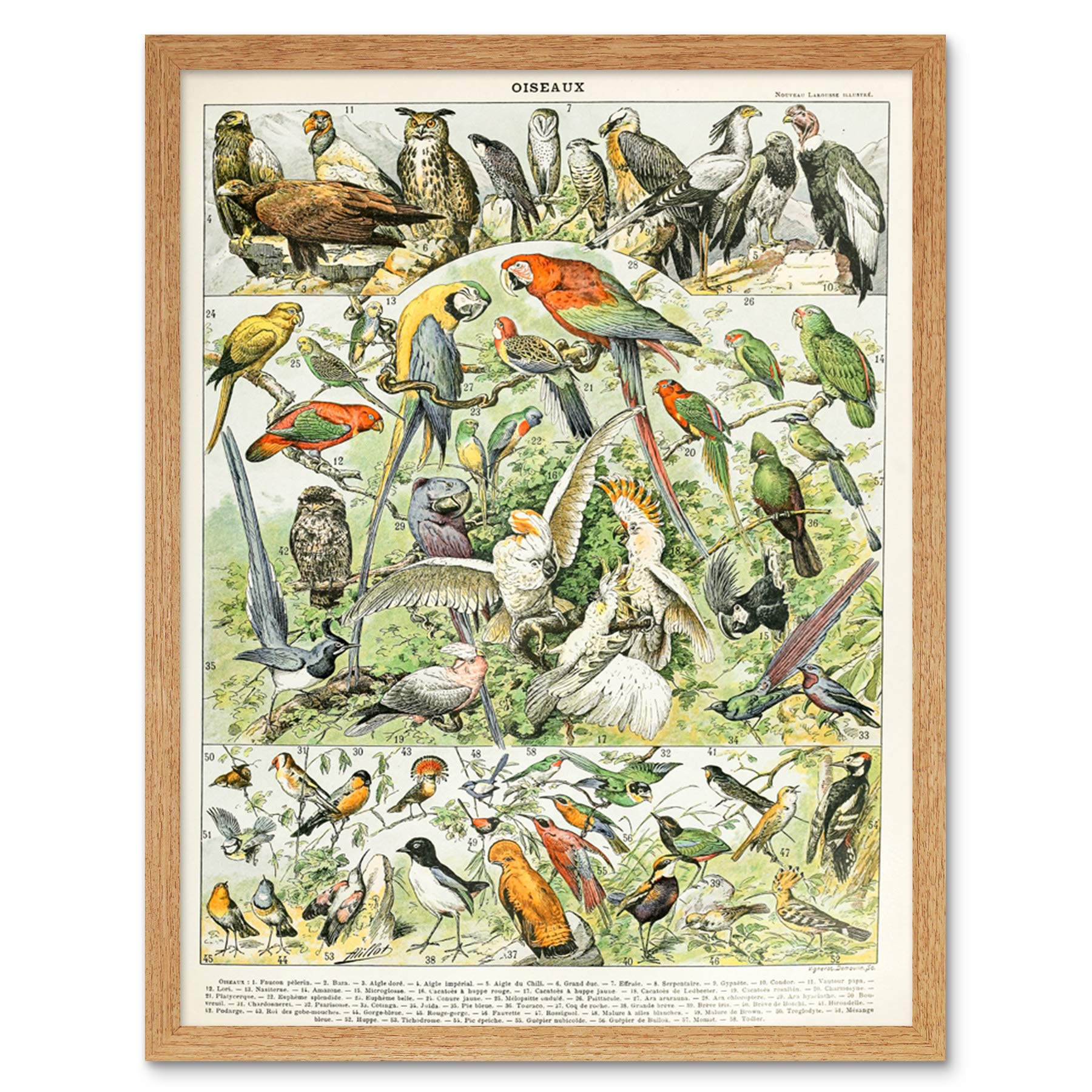 Artery8 Millot Encyclopedia Page Molluscs Shells Art Print Framed Poster Wall Decor 12x16 inch — view 73