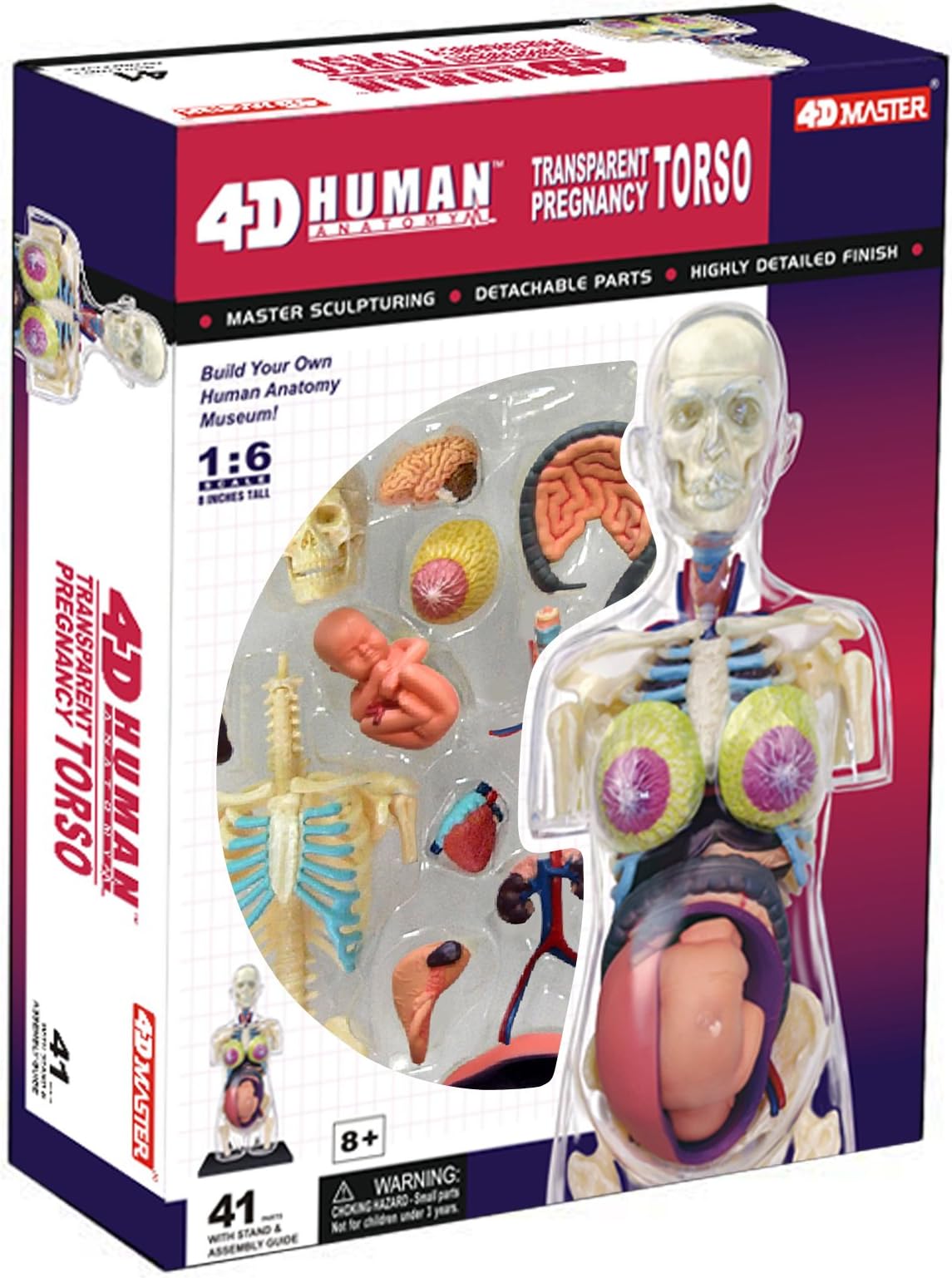 Famemaster 4D-Vision Transparent Pregnancy Torso Anatomy Model Multi-colored, 10"