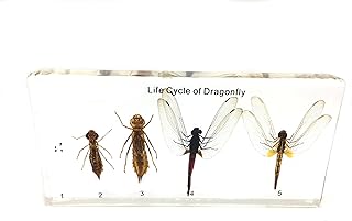 Lifecycle of a Dragonfly Science Classroom Specimens for Science Education