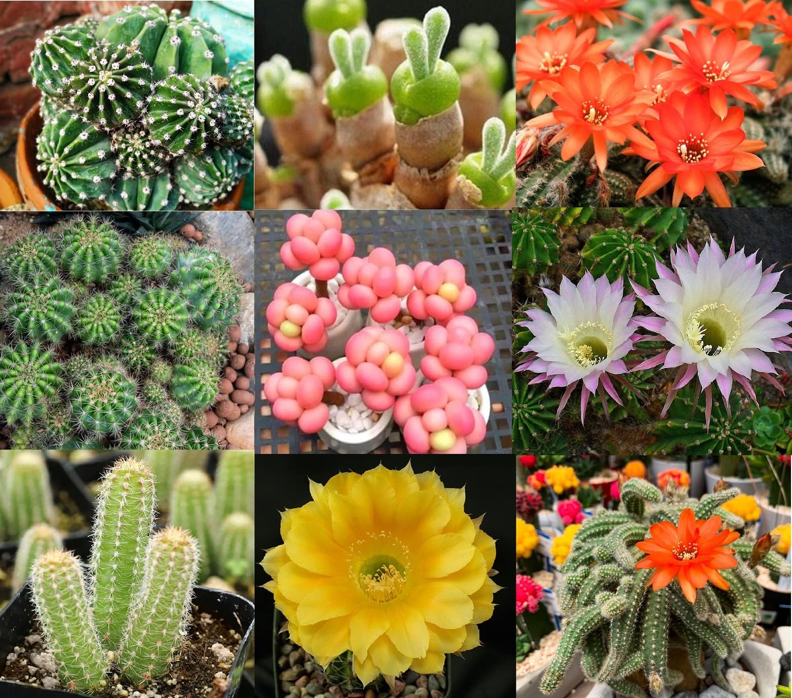 Cactus Seed Mix 50+ Assorted Cacti Seeds for Planting