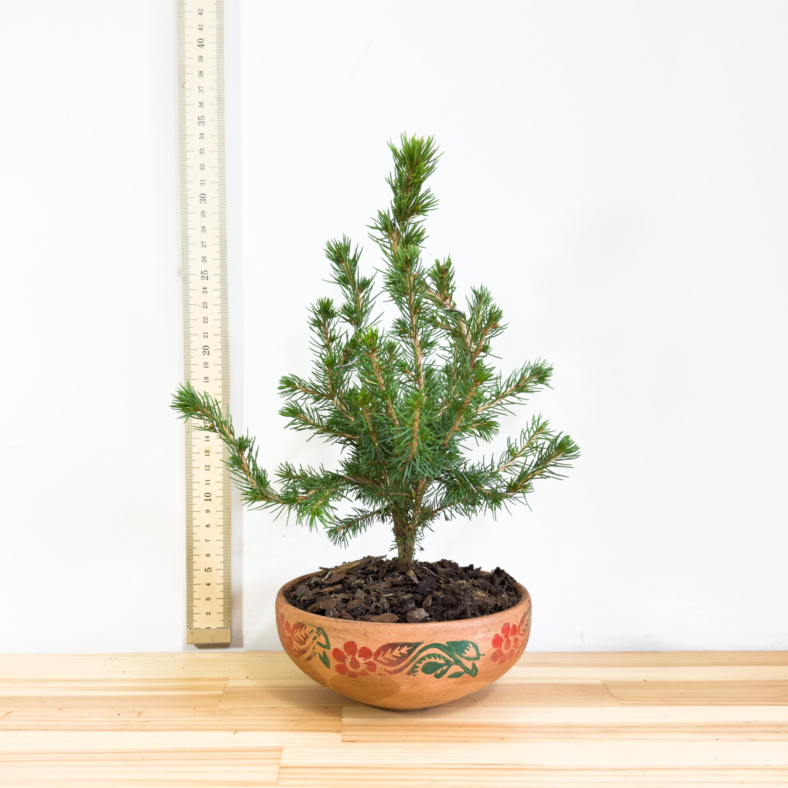 wandtattoo bonsai Wandtattoo Bonsai Baum – japanisches Zen-Motiv für Wohnzimmer & Co