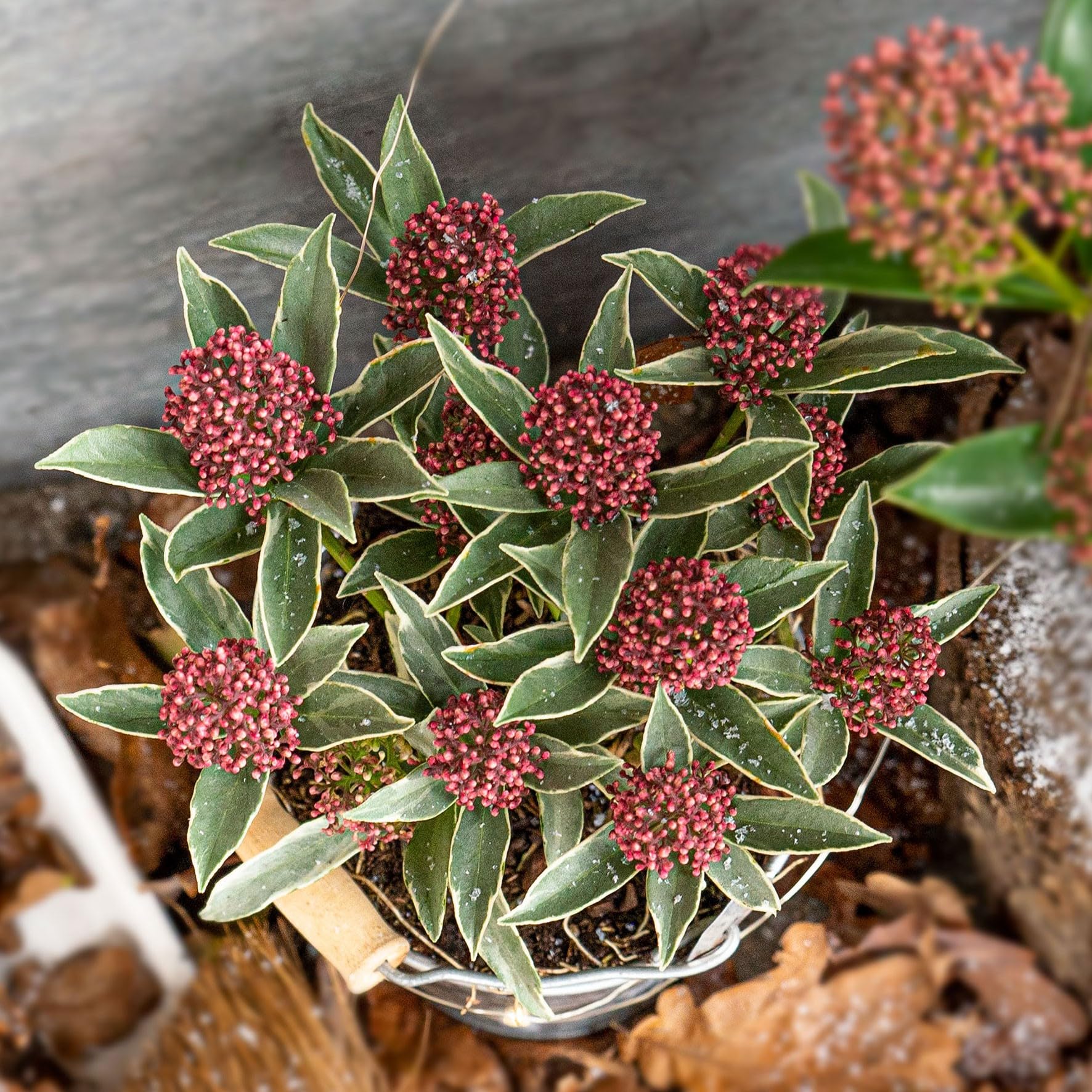Skimmia Japonica 'Mystic Marlot' – Evergreen Shrub with Fragrant White Flowers and Red Berries, Ideal for Shade, 1X 13cm Pot by Thompson and Morgan