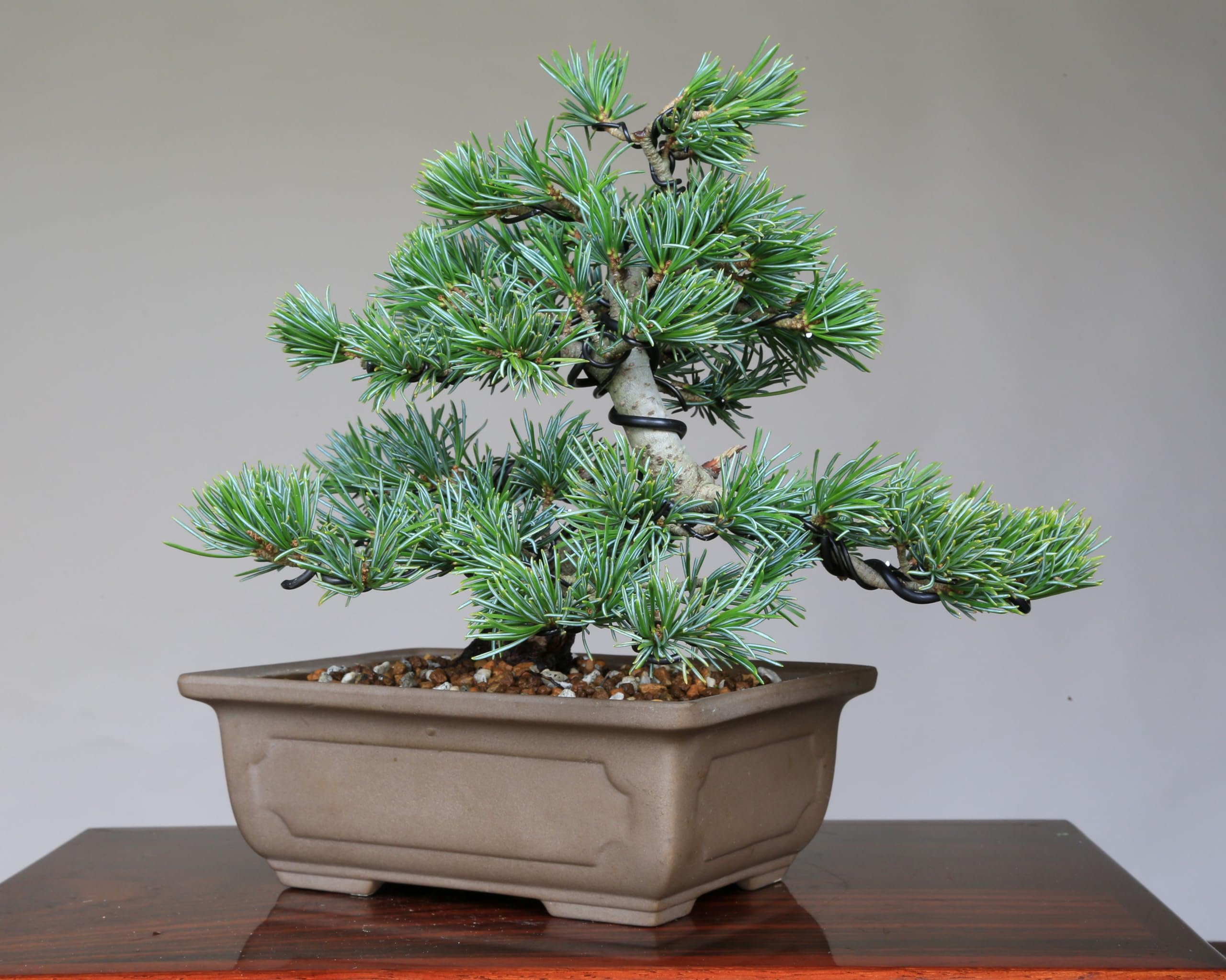 Amazon.co.jp: 那須五葉松 八房品種『那須明神』ナスミョウジン 小品