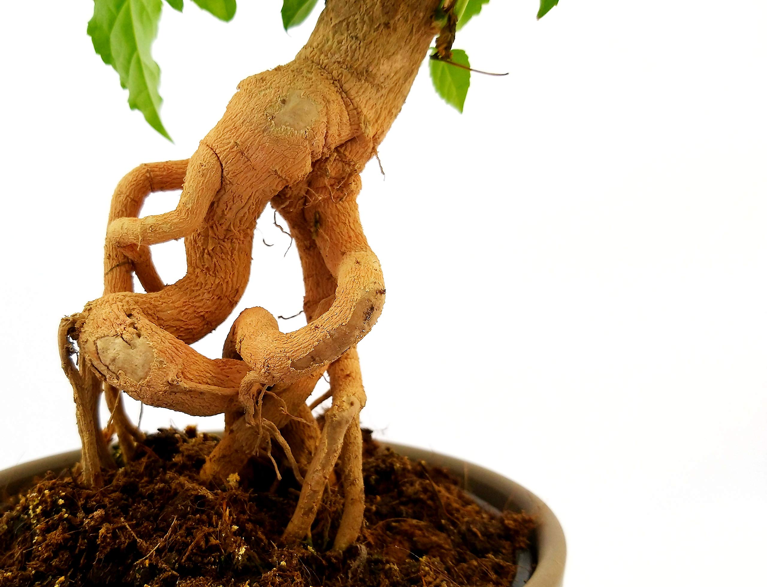 POWERS TO FLOWERS - RADERMACHERA BONSAI IN VASO CERAMICA ANTRACITE RIGATO, pianta vera