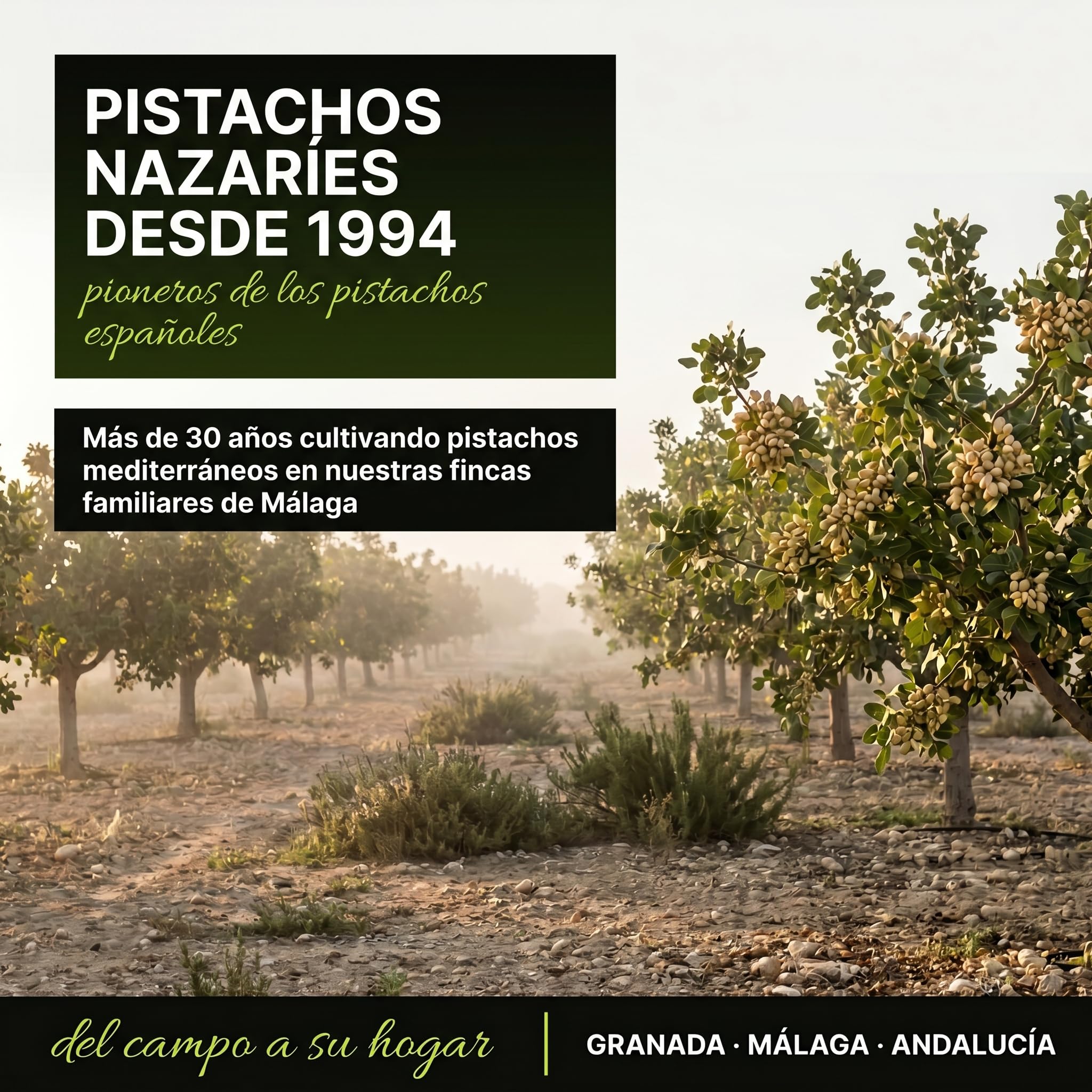 PISTACHOS NAZARIES Tostados con Sal Pack Familiar 8x120g Cultivados en España Sin Aceites Añadidos Cosecha Andaluza Snack Aperitivo Frutos Secos Españoles Origen Granada Malaga 8 Bolsas 960g Picoteo