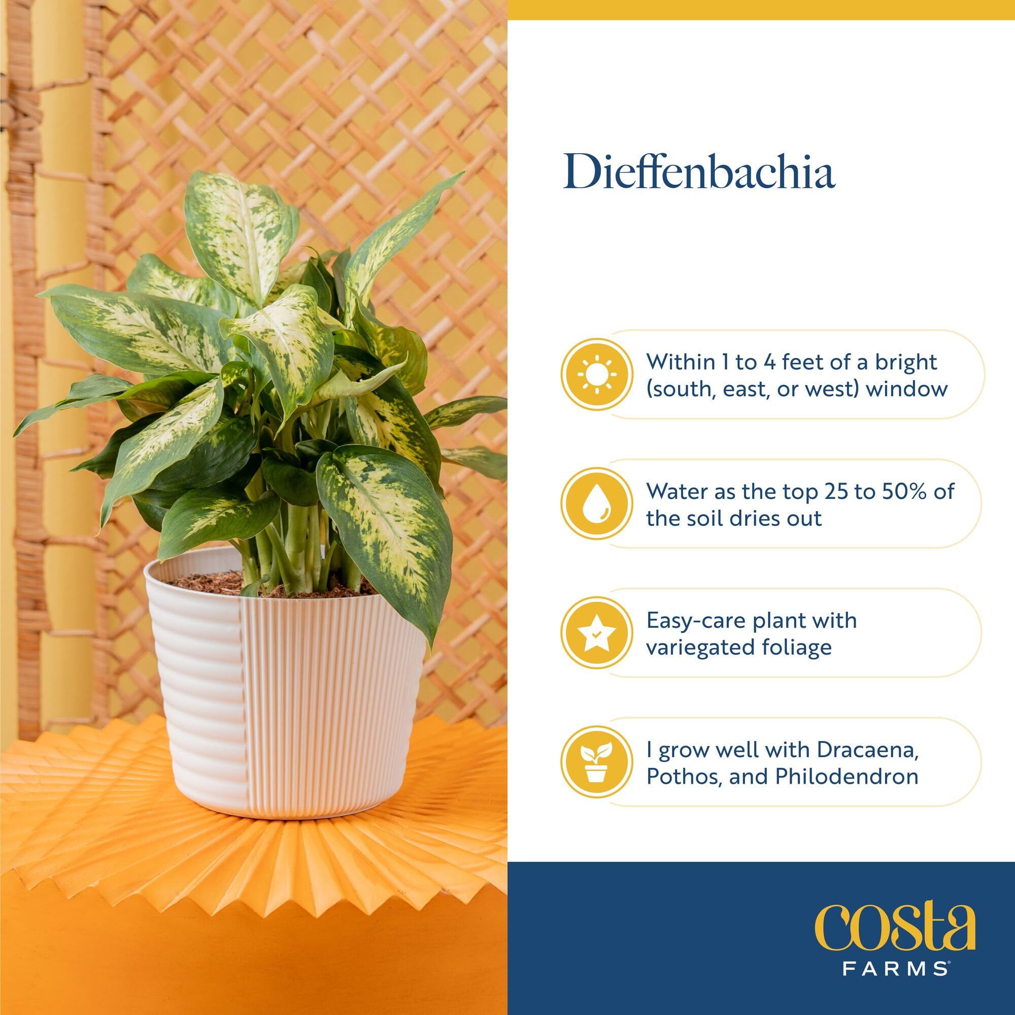 Amazon.com : Costa Farms Dieffenbachia, Dumb Cane Live Plant in