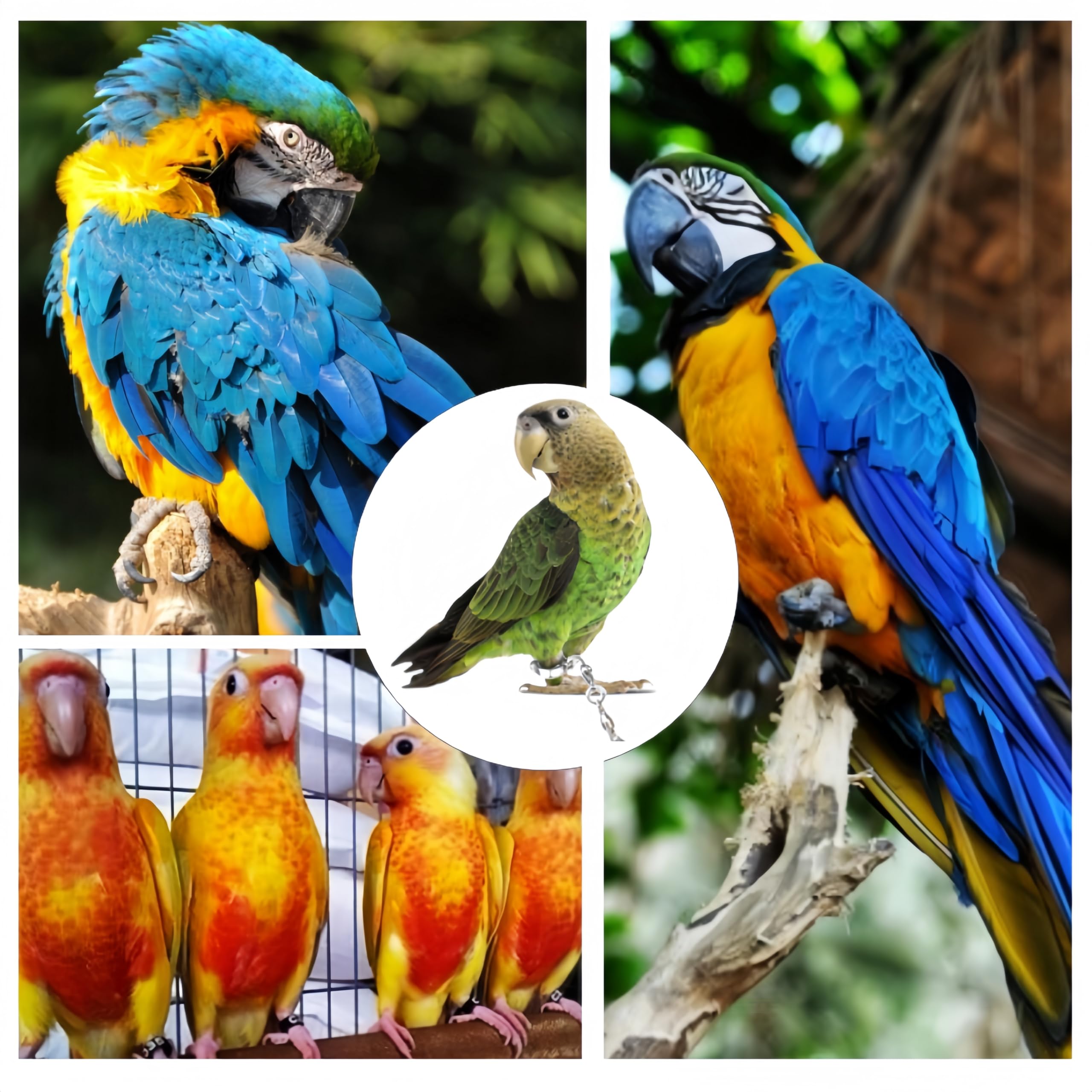 Lot de 6 anneaux pour pattes de perroquet, anneau de perroquet pour pieds d'oiseau d'ouverture d'activités de formation