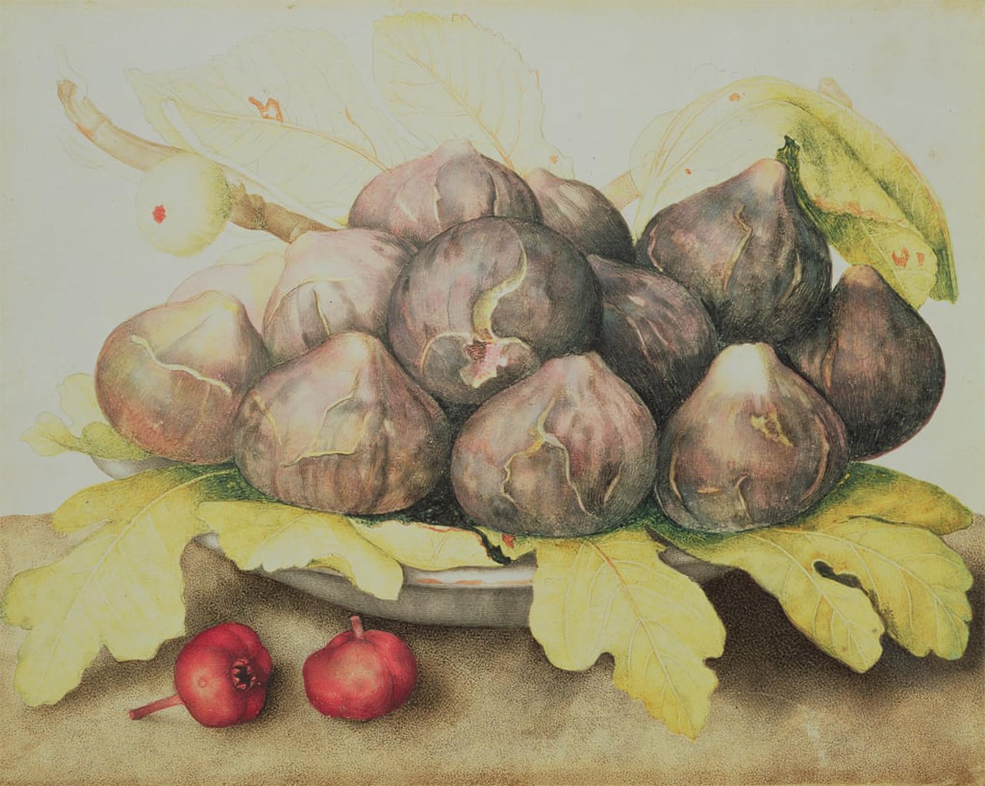 POSTERIIk Vintage Art Print Images Pictures Print Figs by Giovanna Garzoni Modern Colour Posters for Office Home Decor 60x90cm