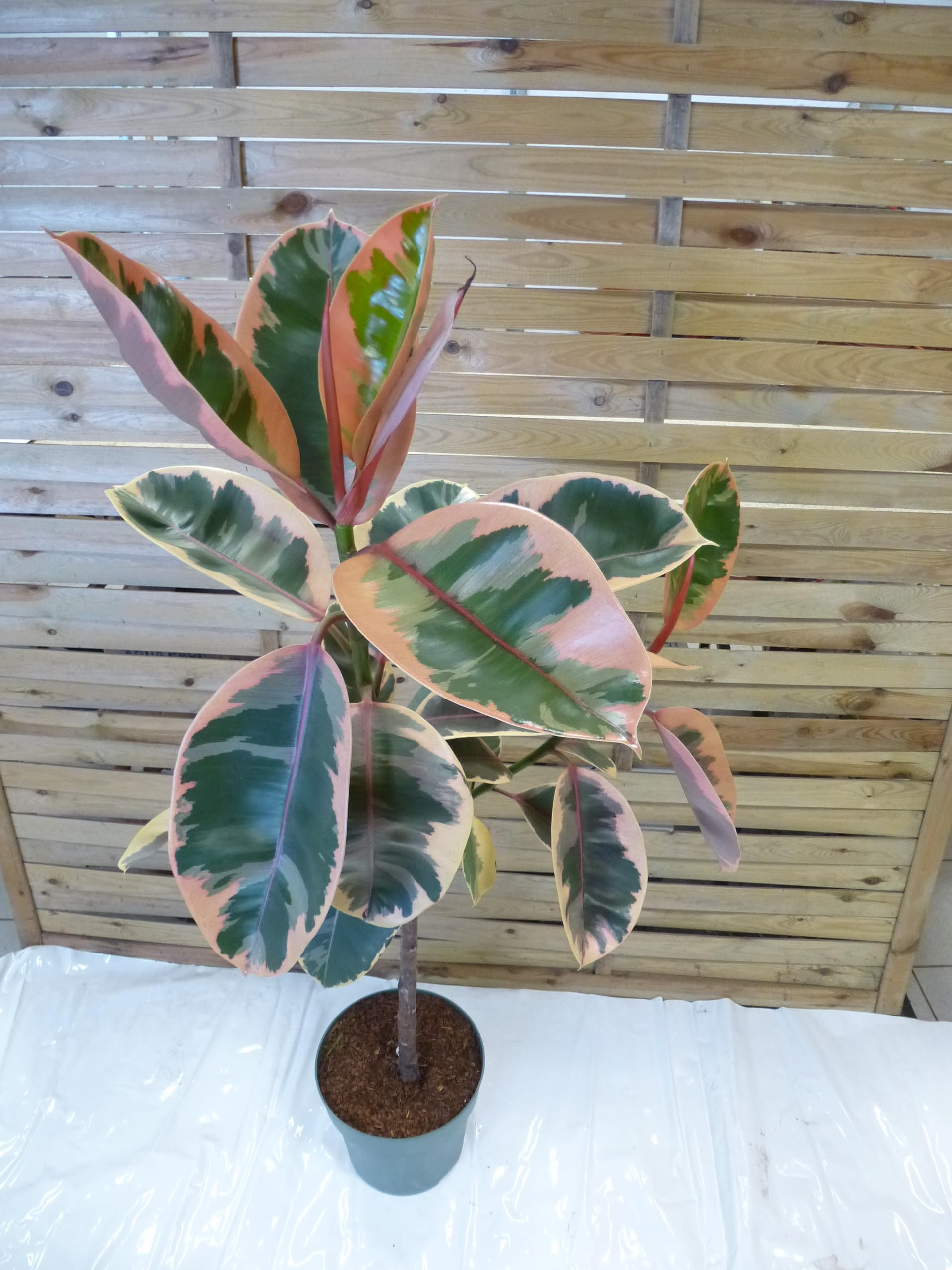 Palmenlager] XL Gummibaum - Ficus elastica "Belize" 150 cm - Hochstamm //  Zimmerpflanze : Amazon.de: Garten