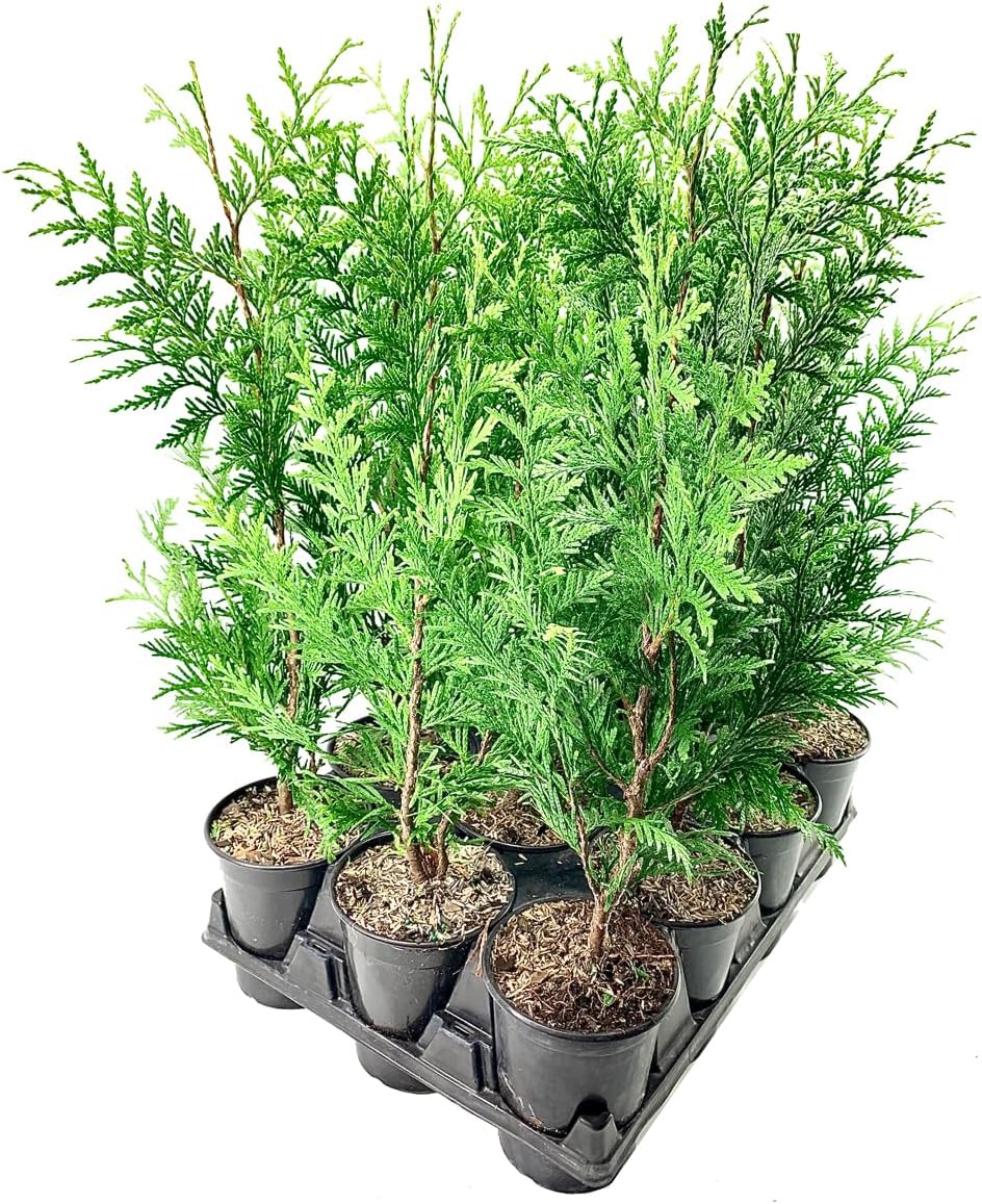 Thuja Plicata 'Green Giant' Arborvitae - 6 Live Quart Size Plants - Live Evergreen Privacy Tree