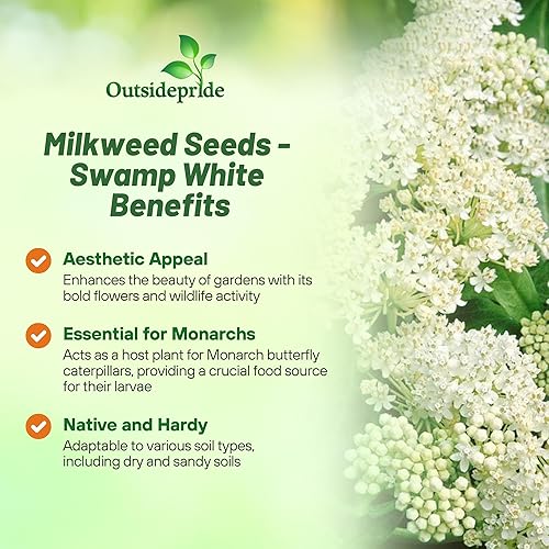 Miniatura 3 de Outsidepride White Swamp Semillas de algodoncillo  500 piezas perennes, tolerantes al calor y a la humedad, semillas de flores silvestres aptas para