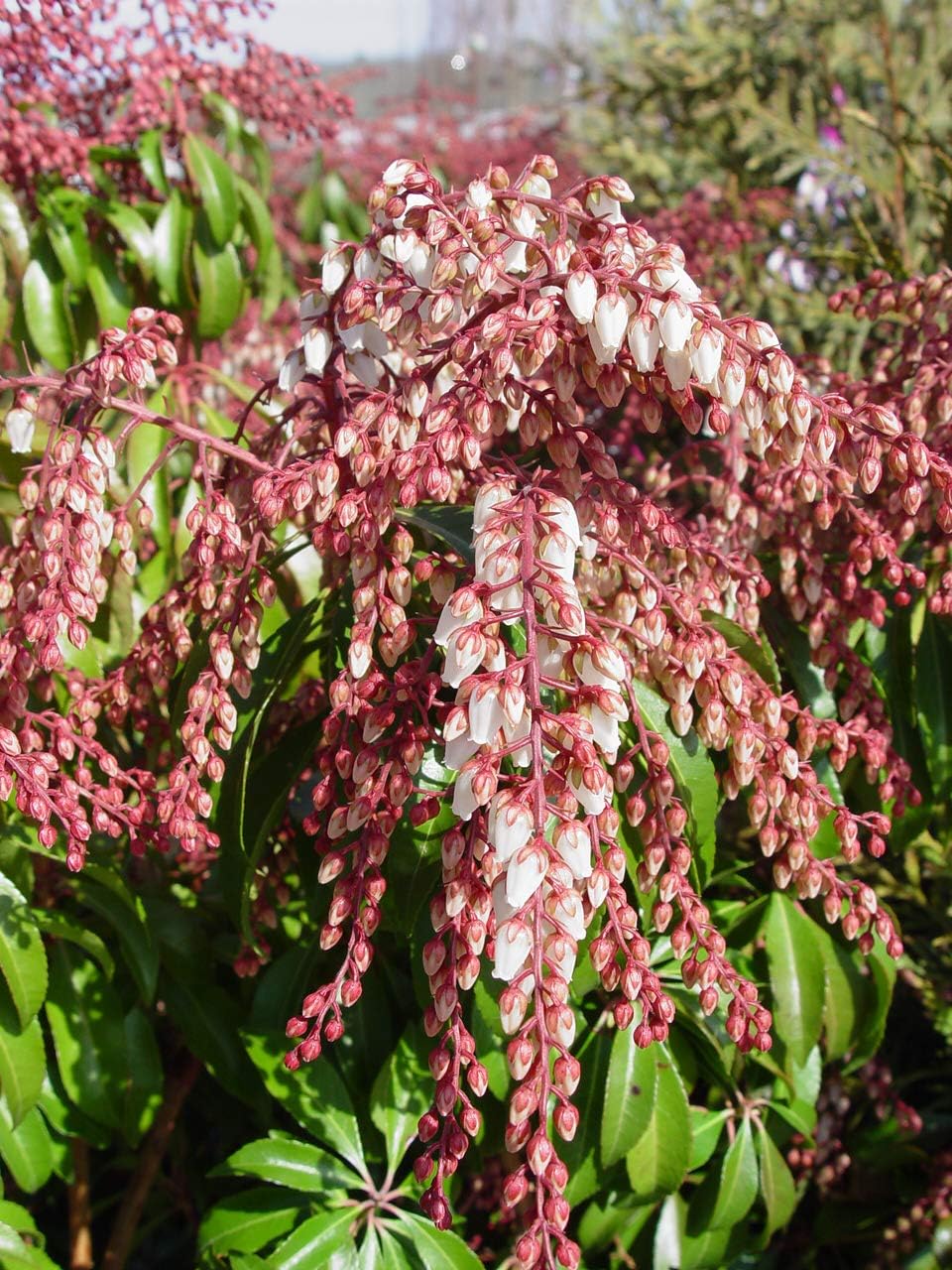 Green Promise Farms PIERIS Japonica (Dorothy Wycoff Andromeda) Evergreen, 3-Size Container, Pink Blossoms