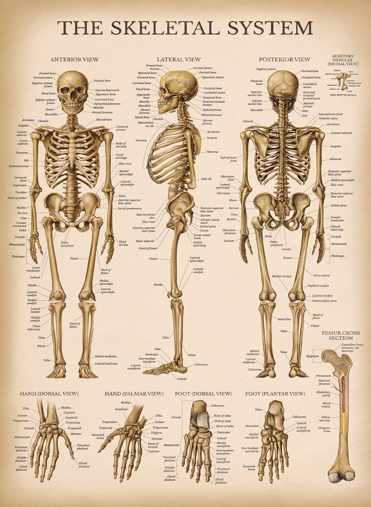 Palace Learning Lot de 4 affiches anatomiques vintage - Plastifiées - Musculaire, squelette, ligaments des articulations, anatomie de la colonne vertébrale - 45,7 x 61 cm