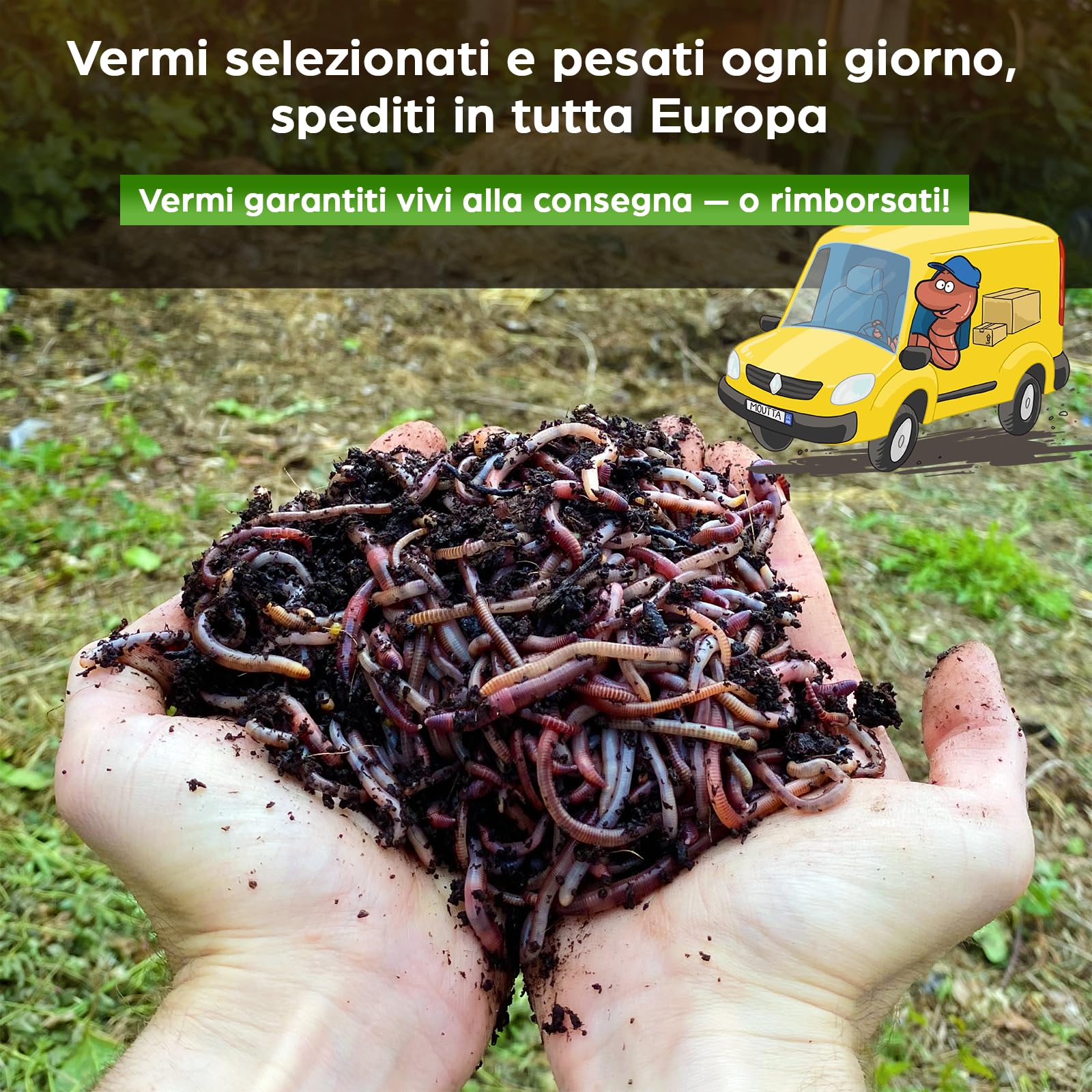 Lombrichi da 500g (circa 1,000 pz.) | Vermi vivi da terra Eisenia, crea un compost con i tuoi rifiuti organici - Per vermicompostaggio/composter/giardino