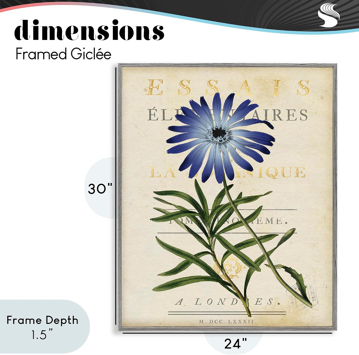 'Natural Botany Daisy'| Framed Giclee Art | Stupell Industries | Gray, 24 x 30 Inches, Easy to Hang and Sturdy, Made in USA, by Susan Arnot
