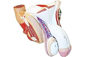 Walter Products B10449 Male Genital Model, Life Size, 4-Parts