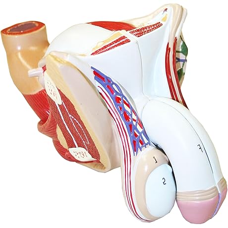 Walter Products B10449 Male Genital Model, Life Size, 4-Parts
