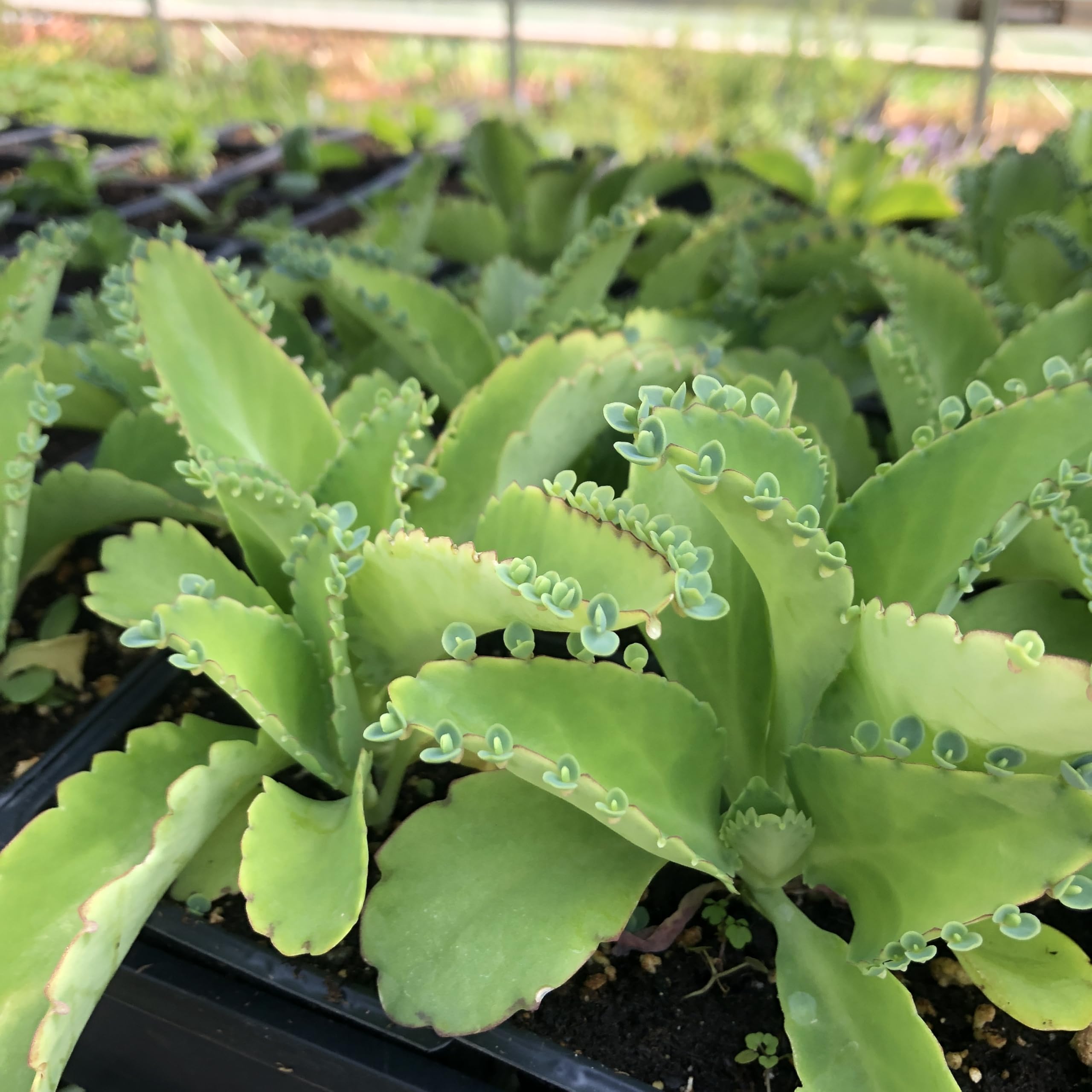 Mother of Millions Kalanchoe