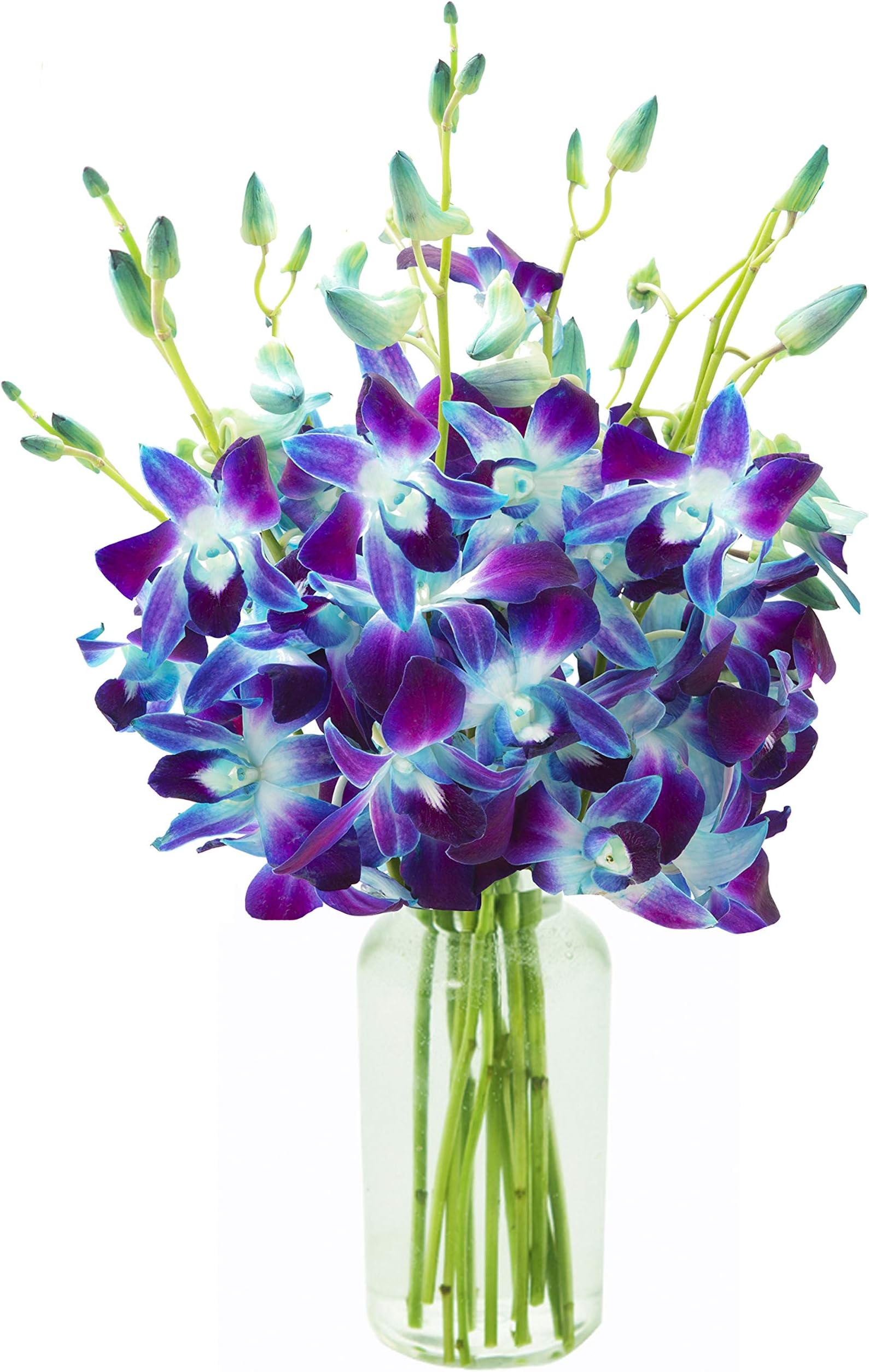 KaBloom - Exotic Sapphire Orchid Bouquet of Blue Orchids from Thailand with Vase - Fresh Flowers for Birthday, Valentine's & Mother's Day
