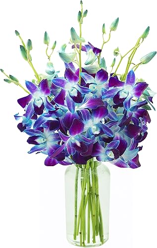 KaBloom Flowers - Ramo exótico de orquídeas de zafiro de orquídeas azules de Tailandia con jarrón - Regalo para cumpleaños, simpatía, aniversario,